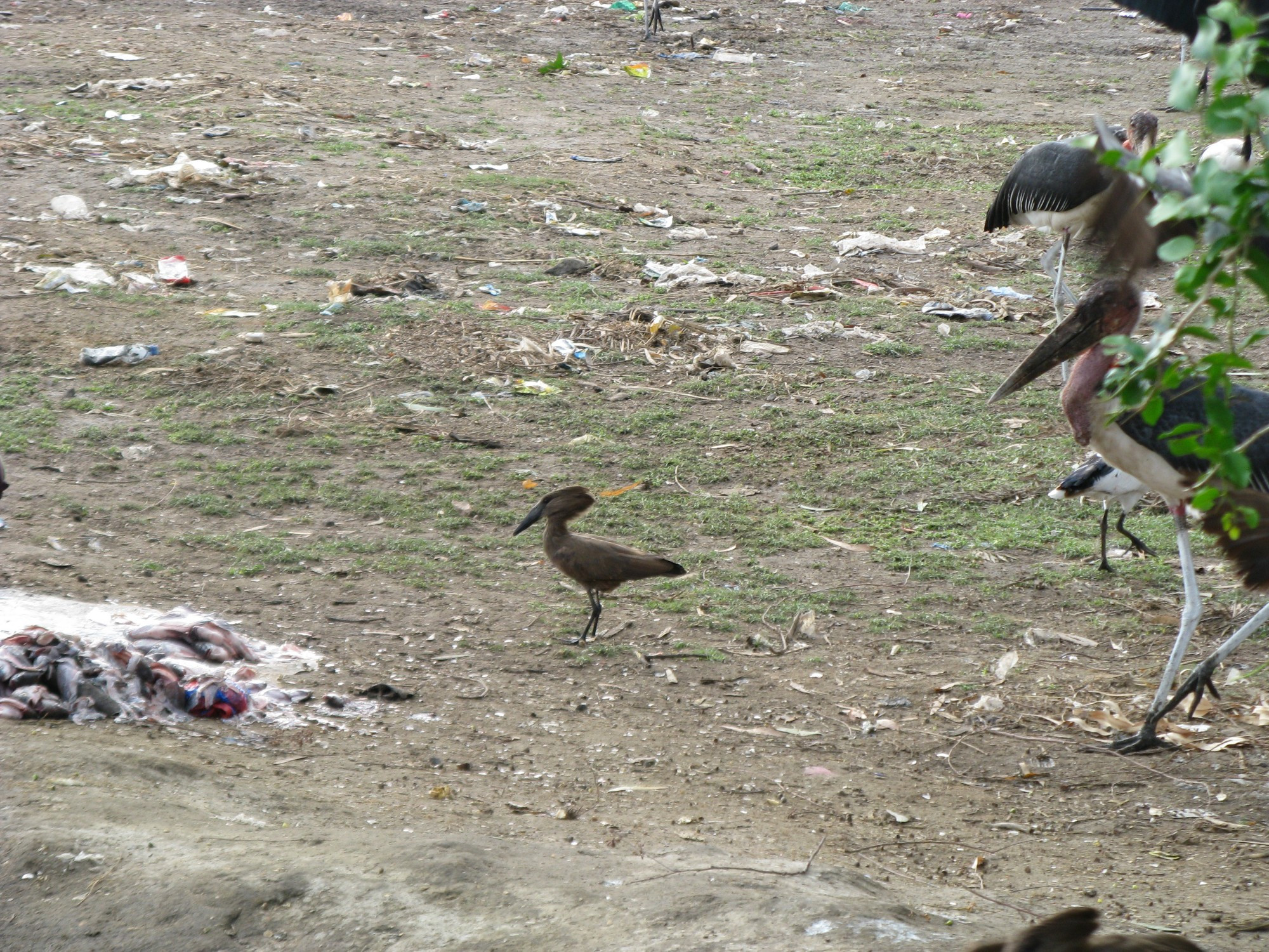 Ethiopia