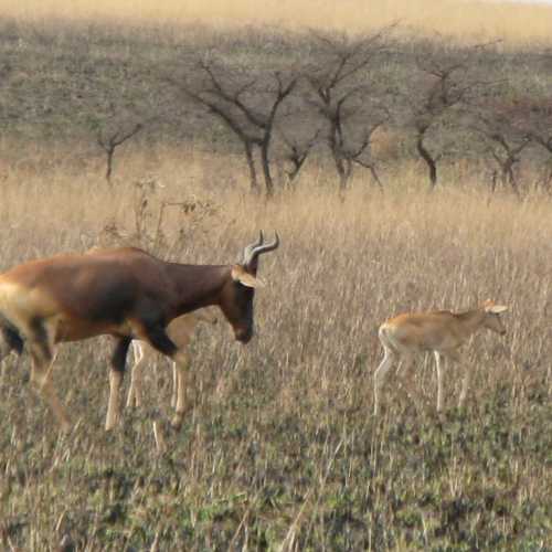 Ethiopia