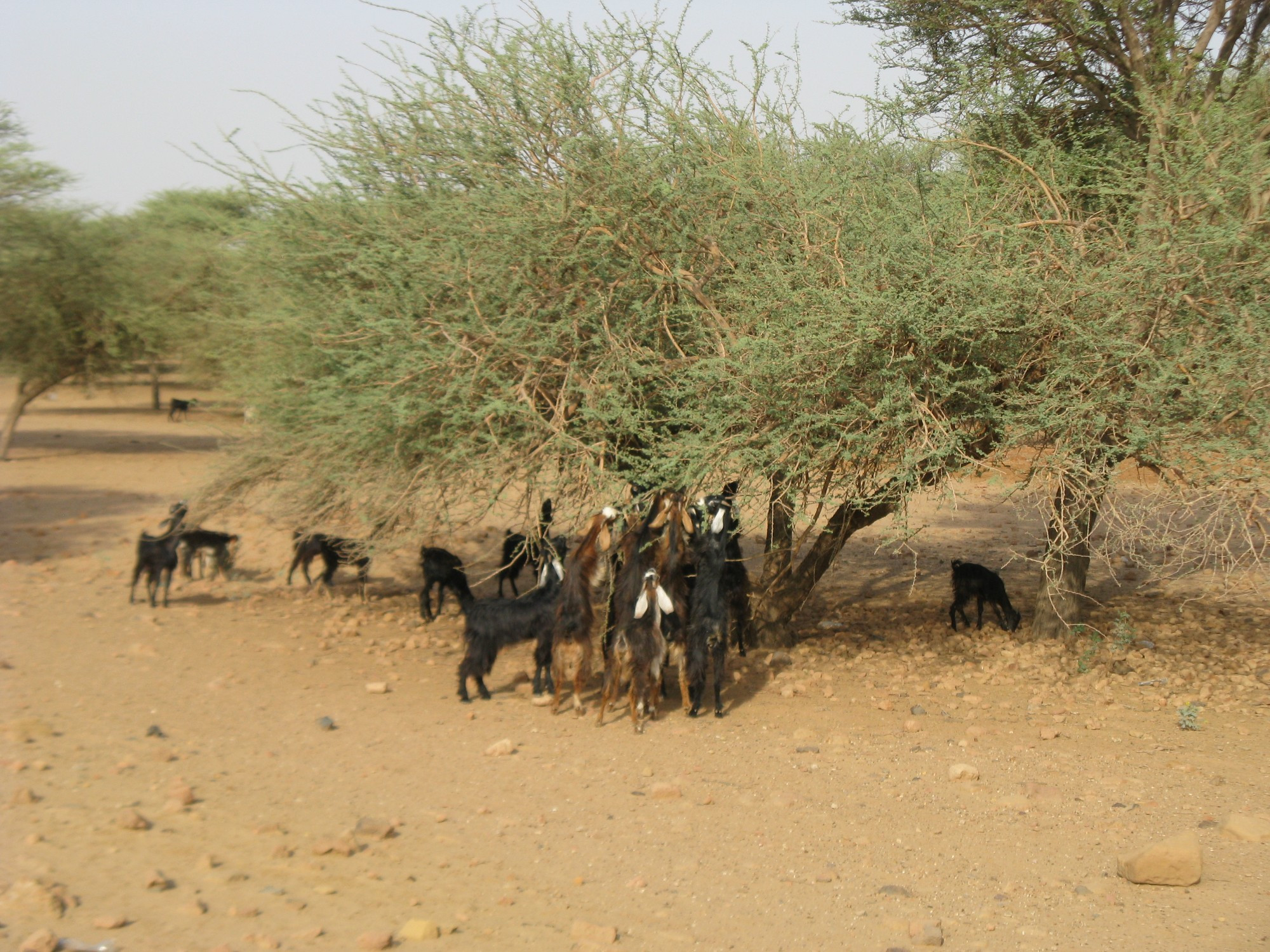 Sudan