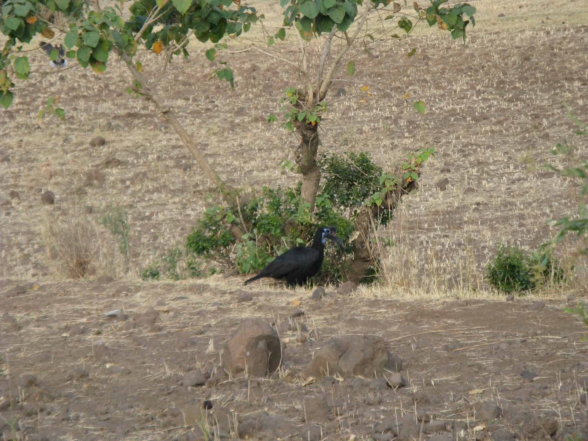 Ethiopia