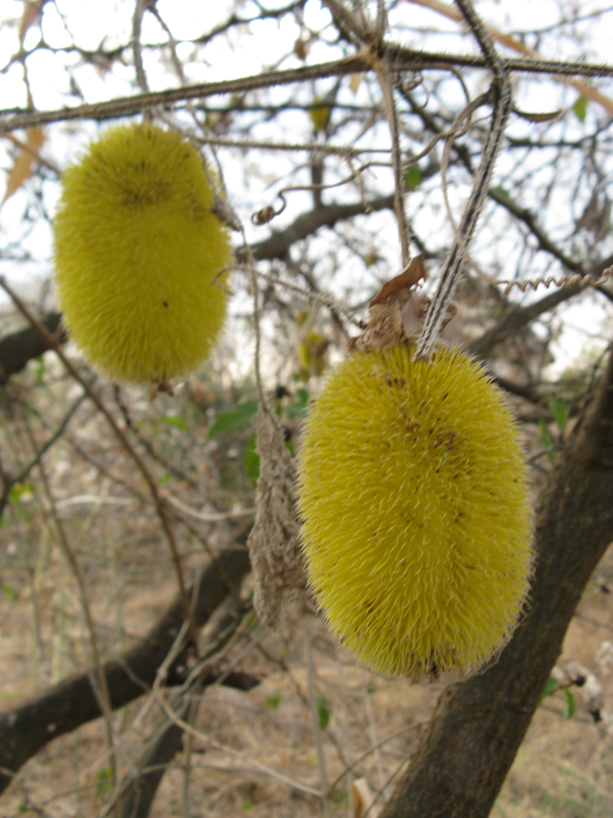 Ethiopia