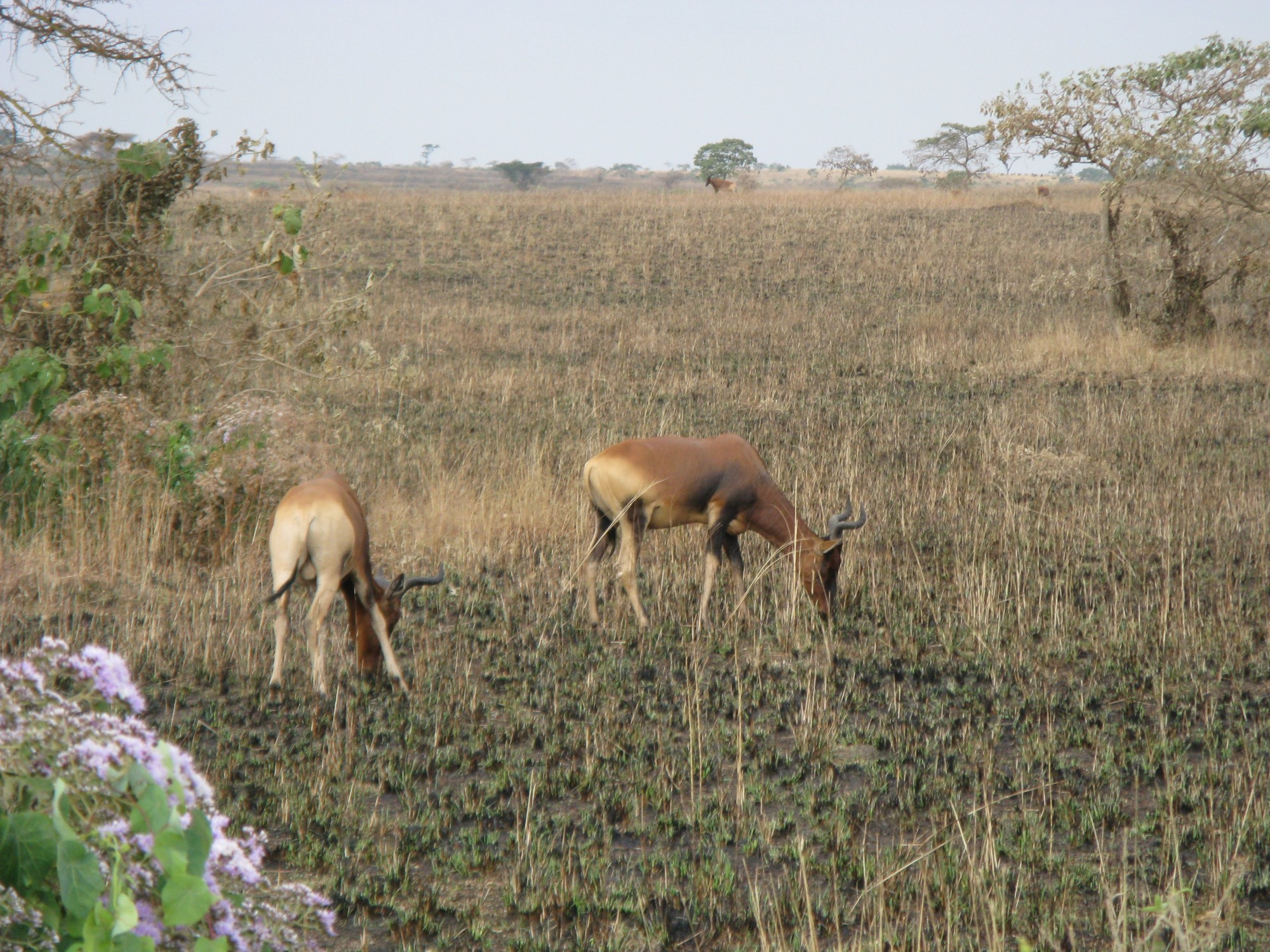 Ethiopia