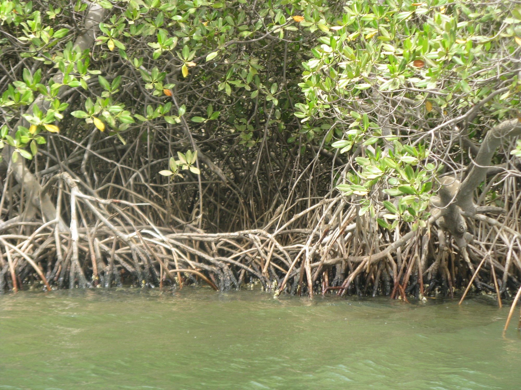 Senegal