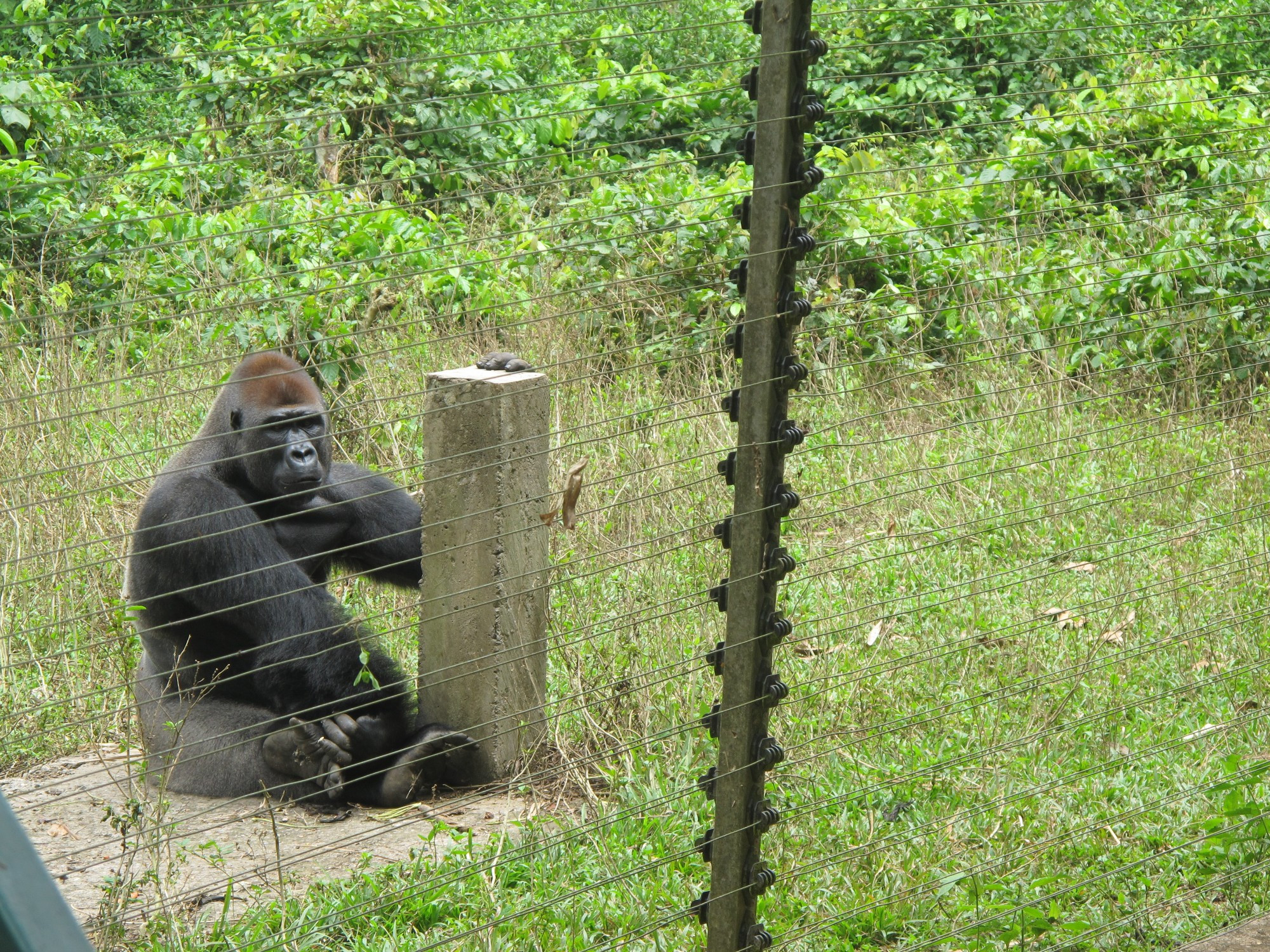 Cameroon