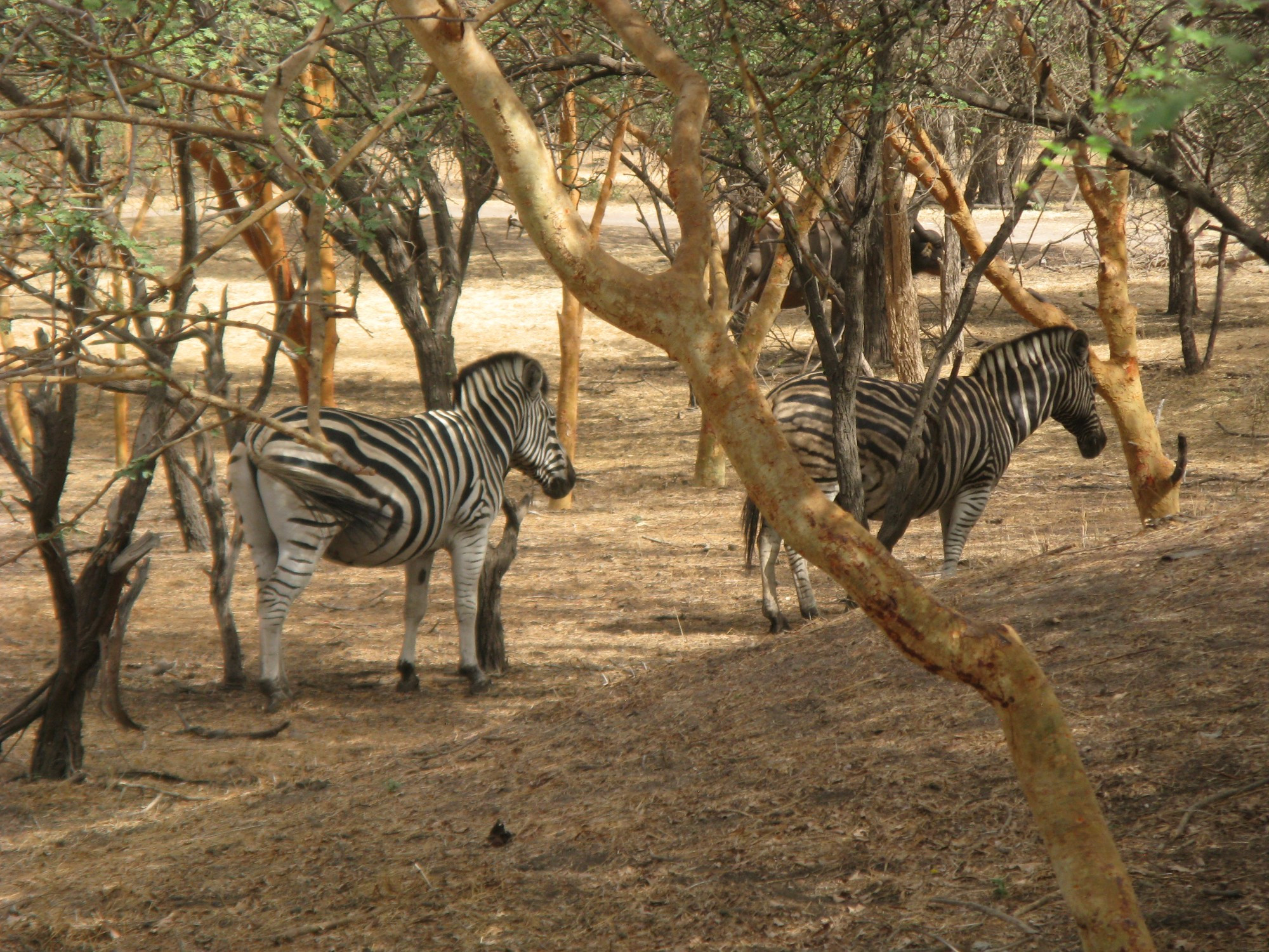 Senegal