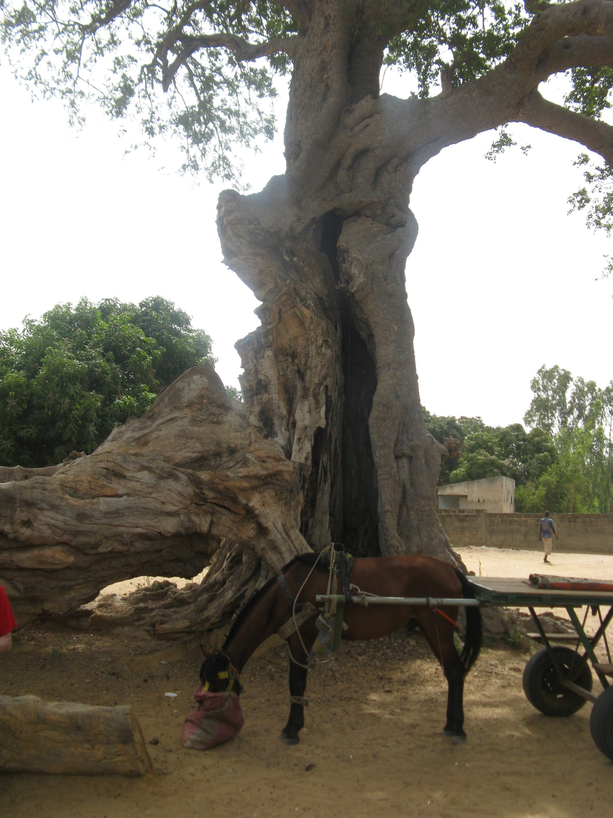 Senegal