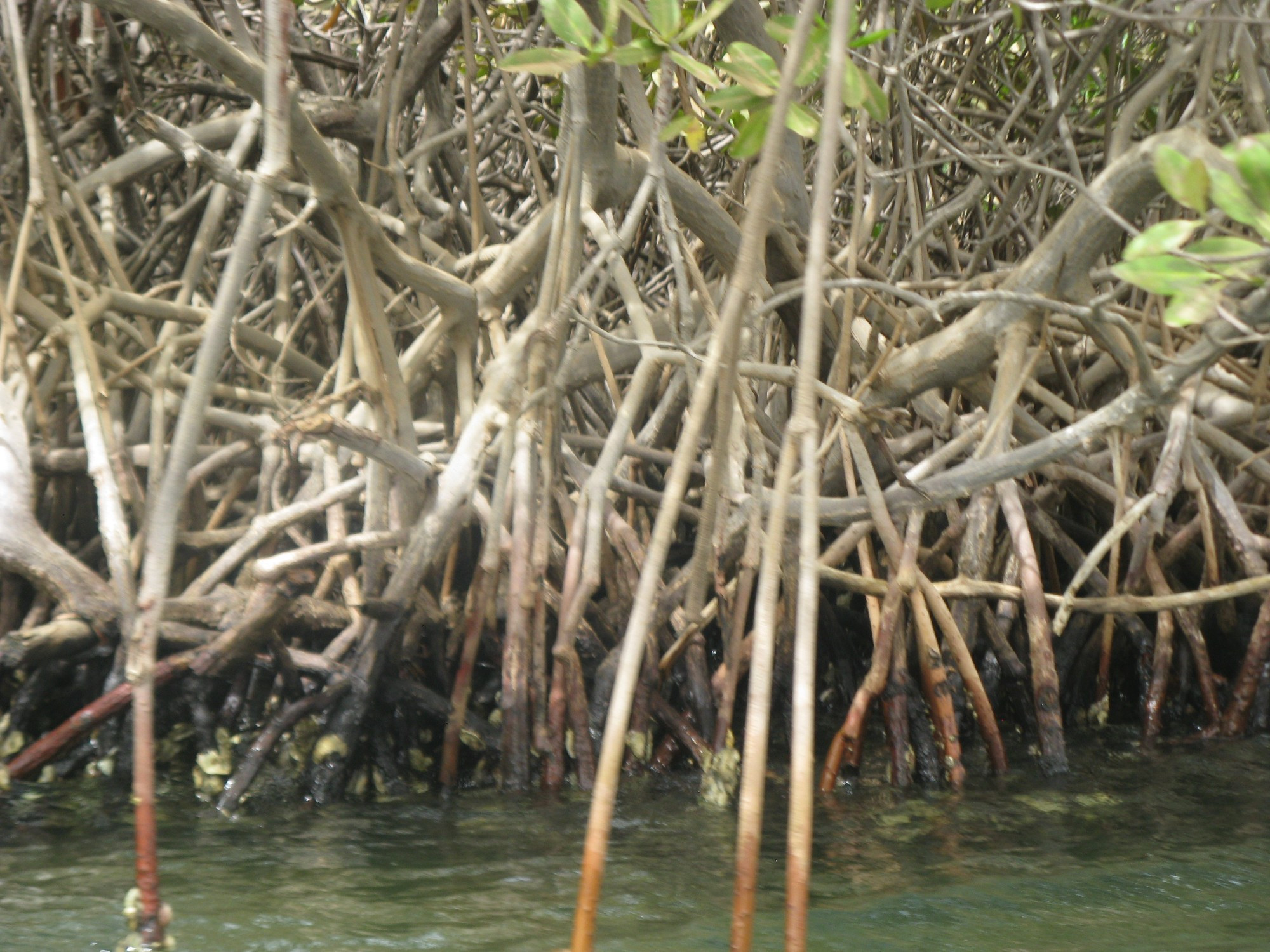 Senegal