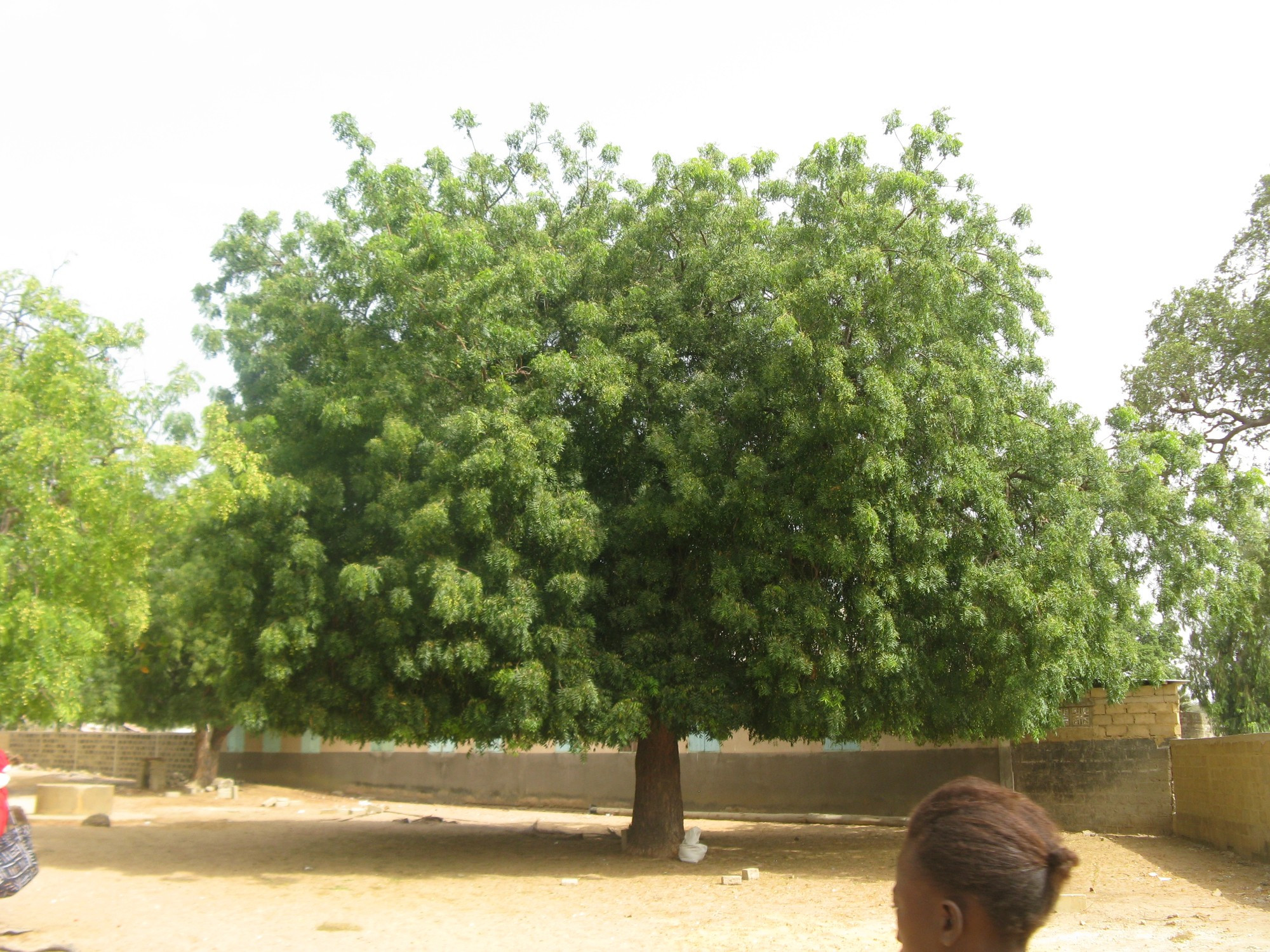 Senegal