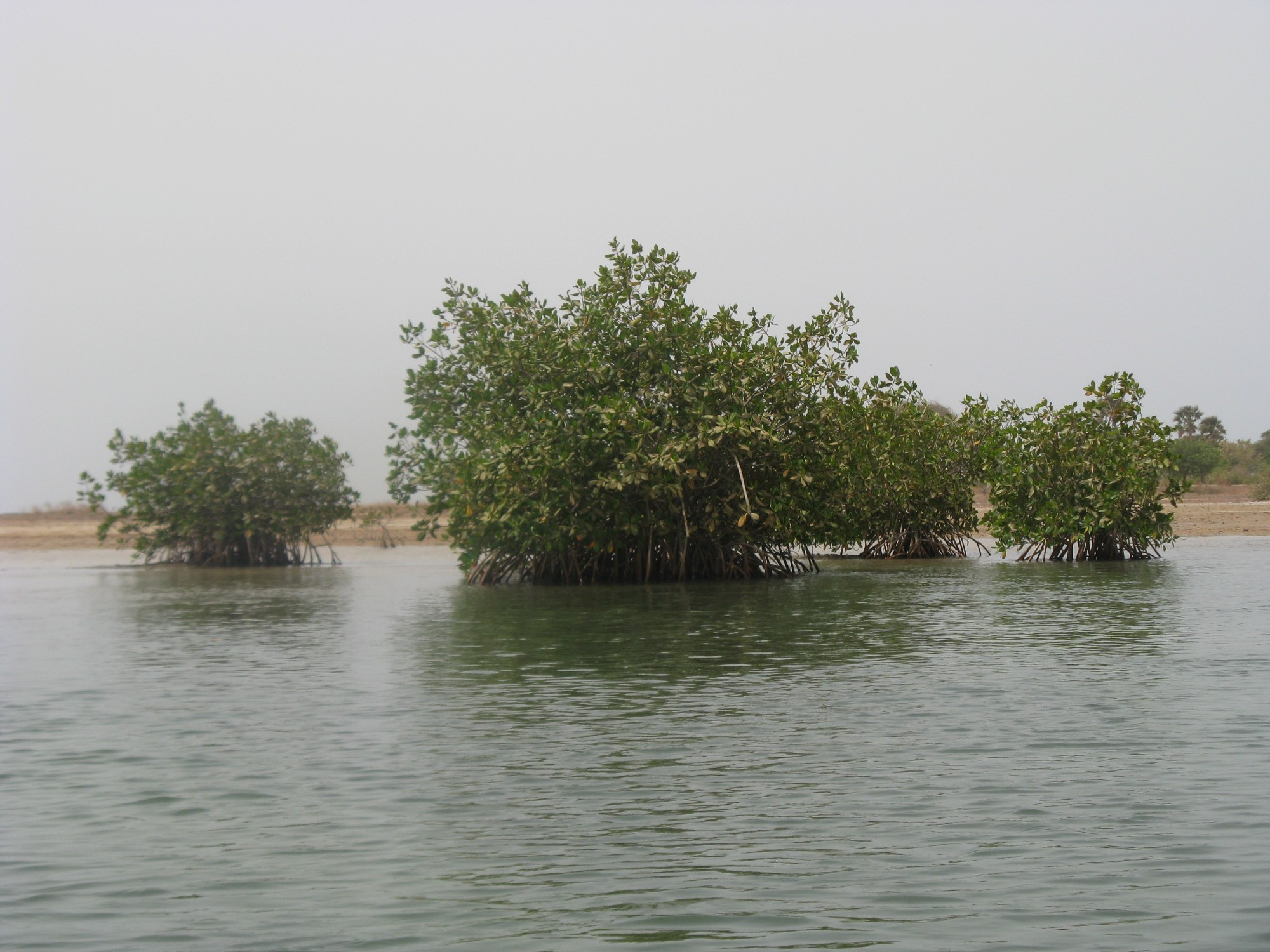 Senegal