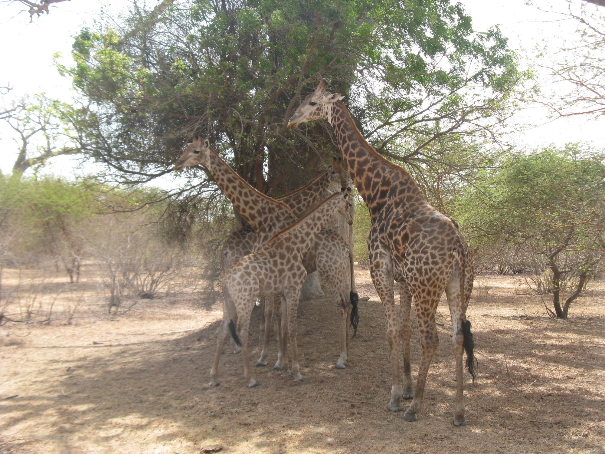 Senegal