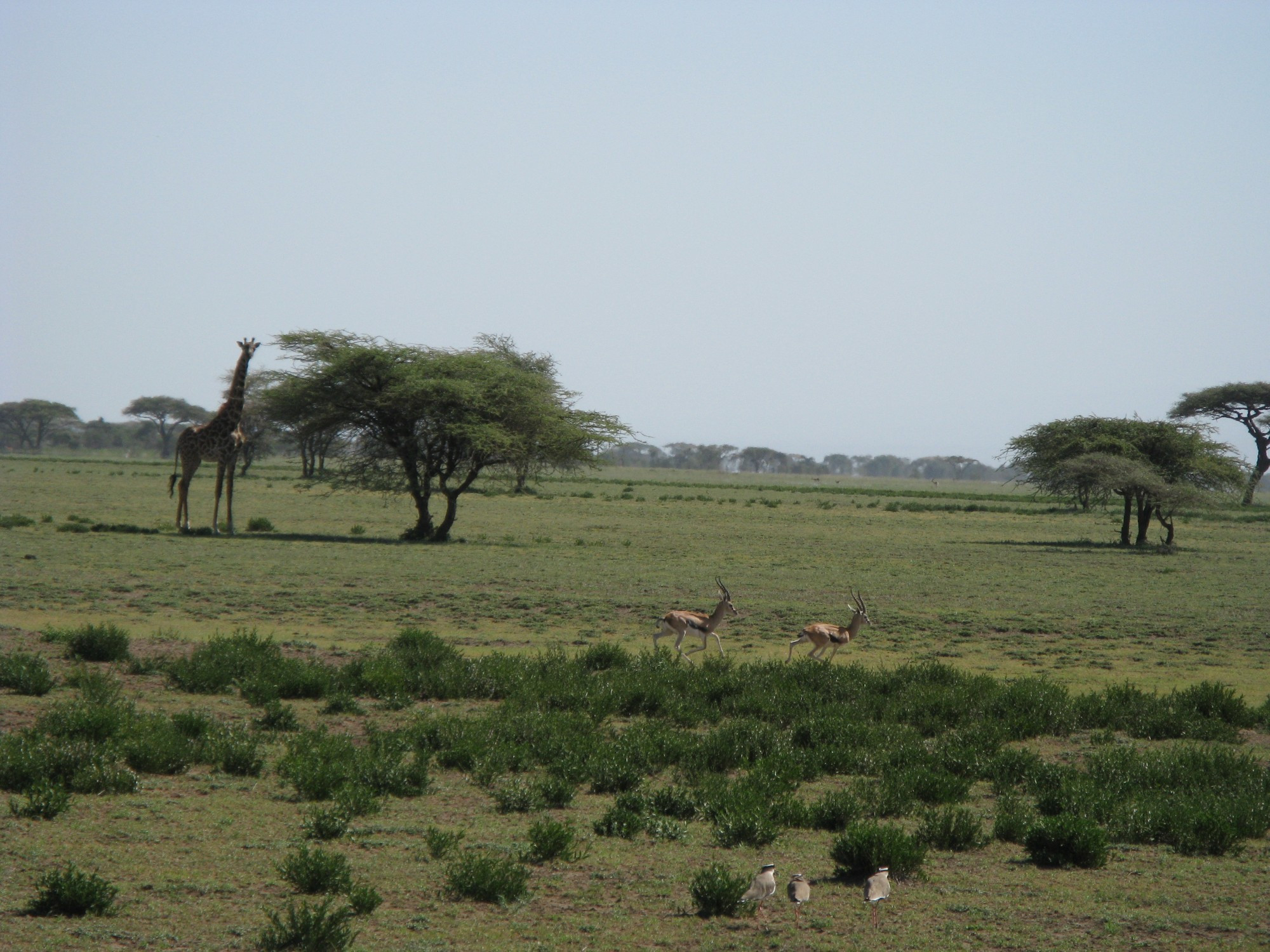 Tanzania