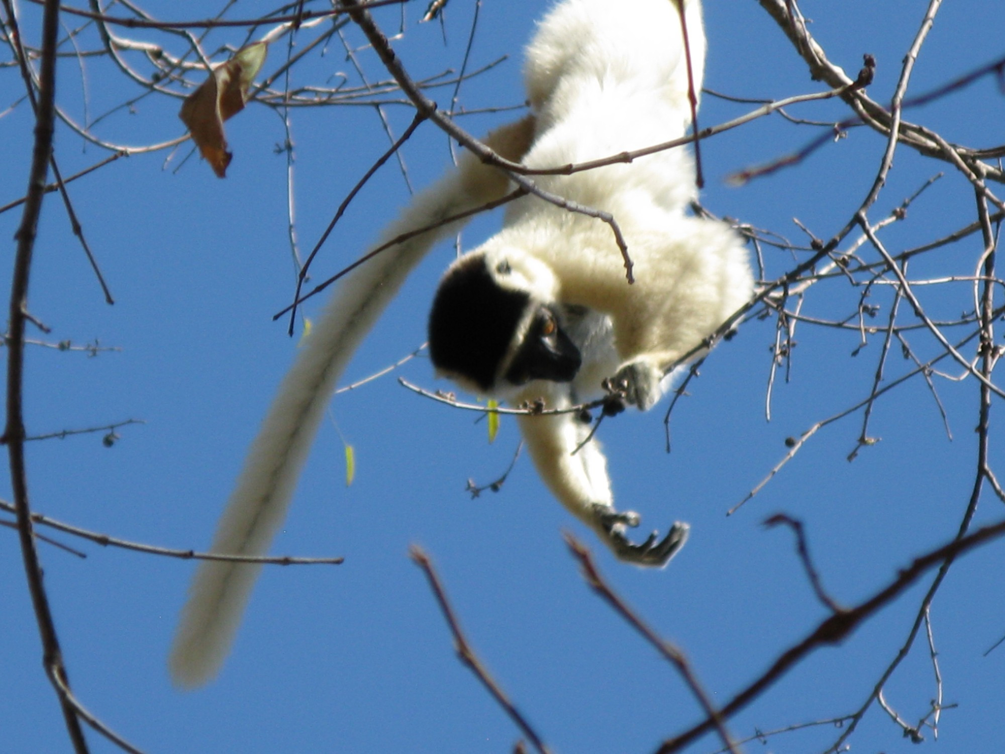 Madagascar