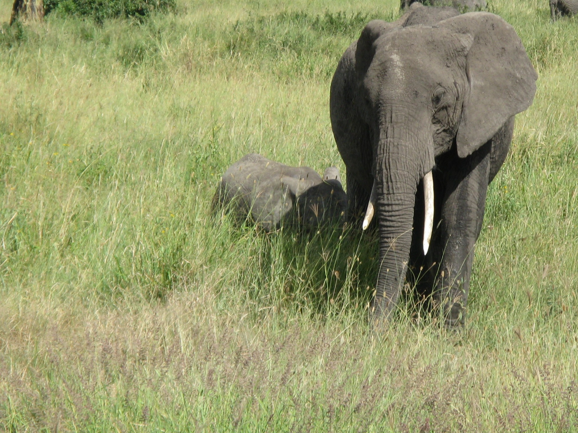 Tanzania