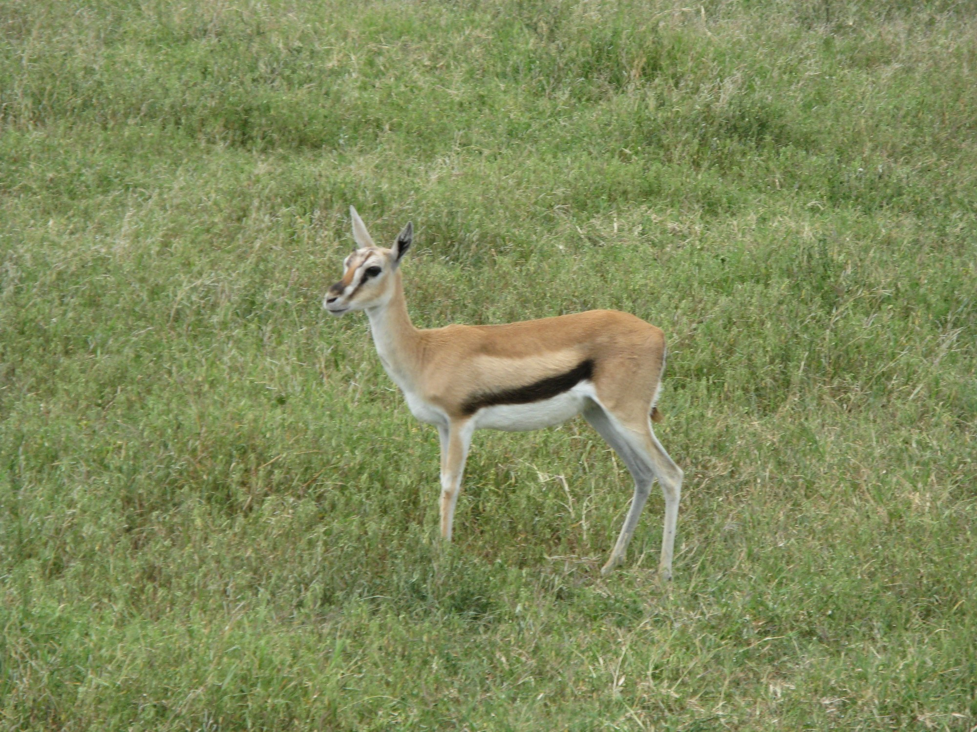 Tanzania