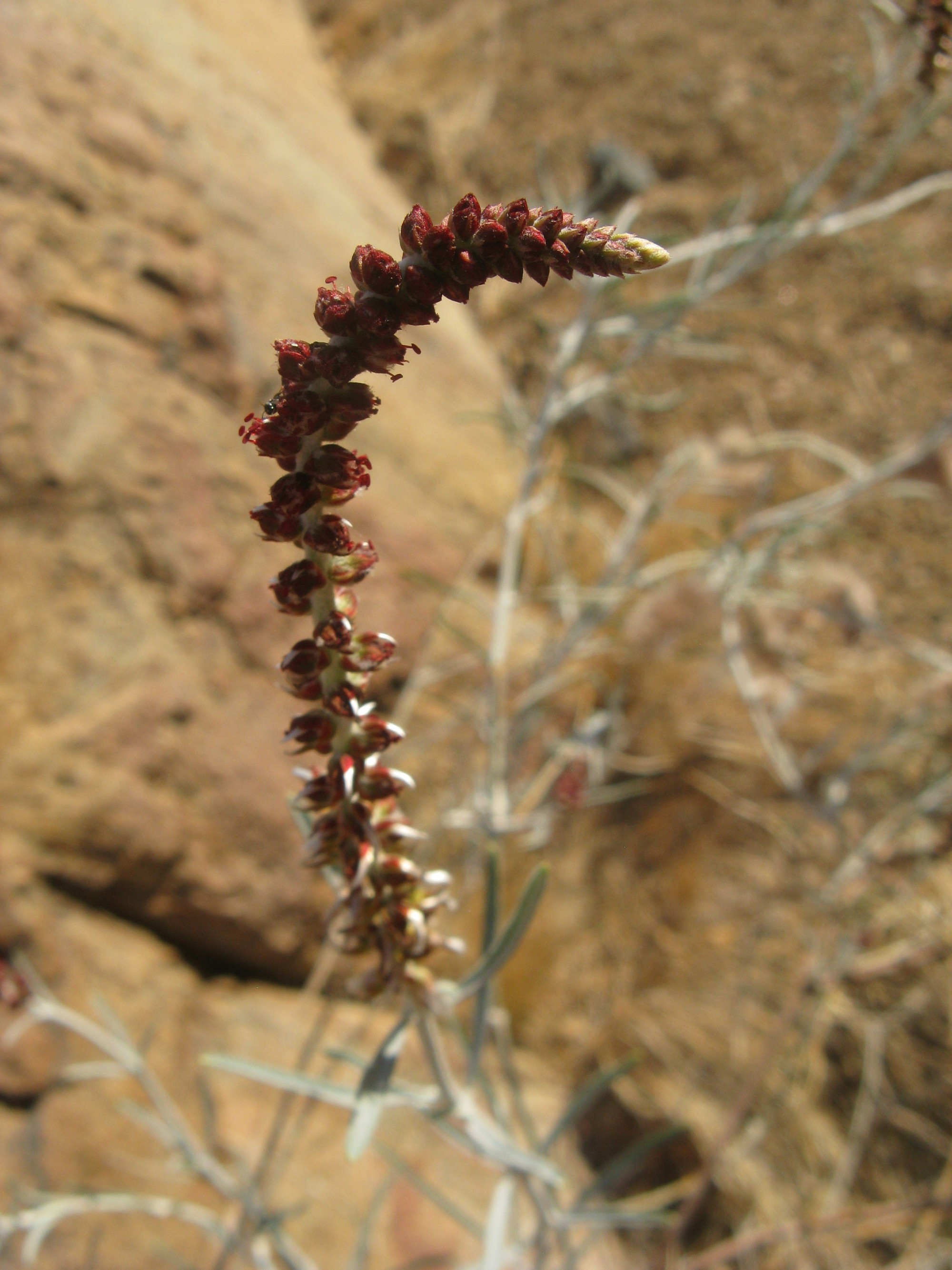 Namibia