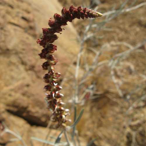 Namibia