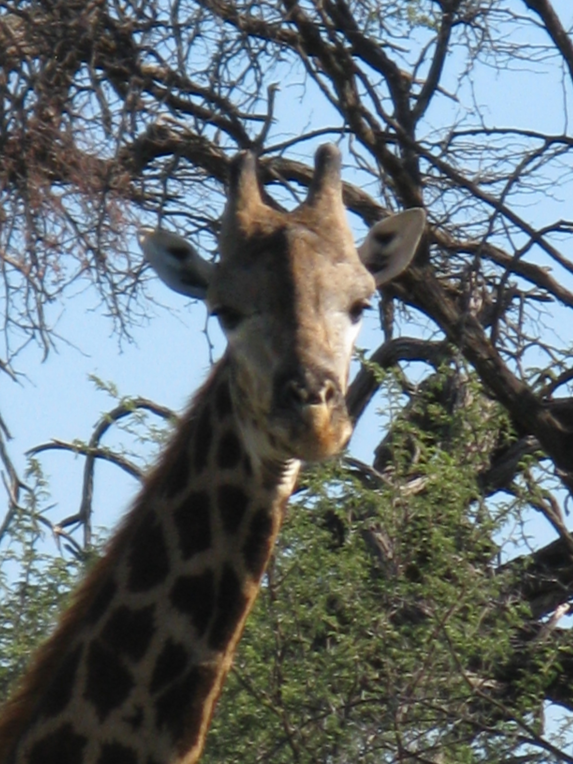 Botswana