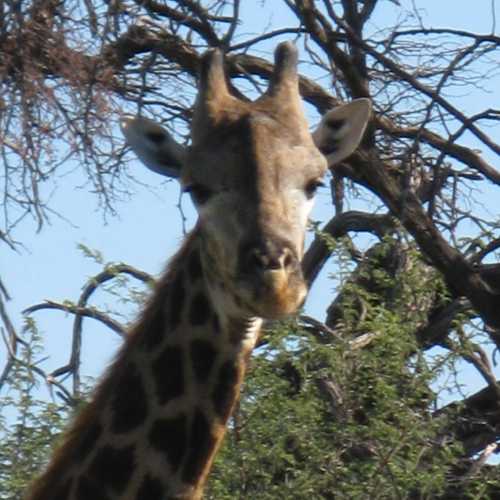 Botswana