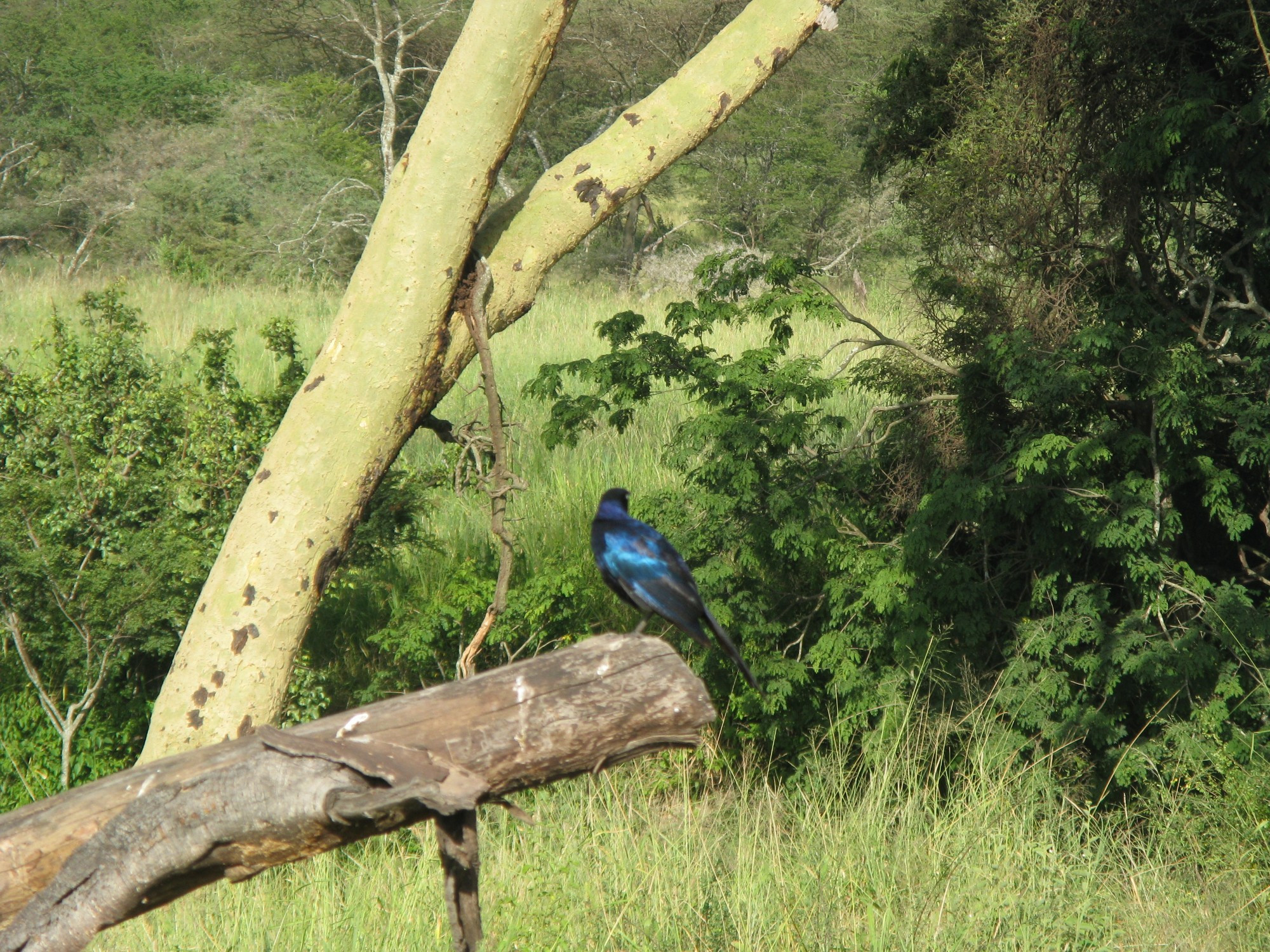 Tanzania