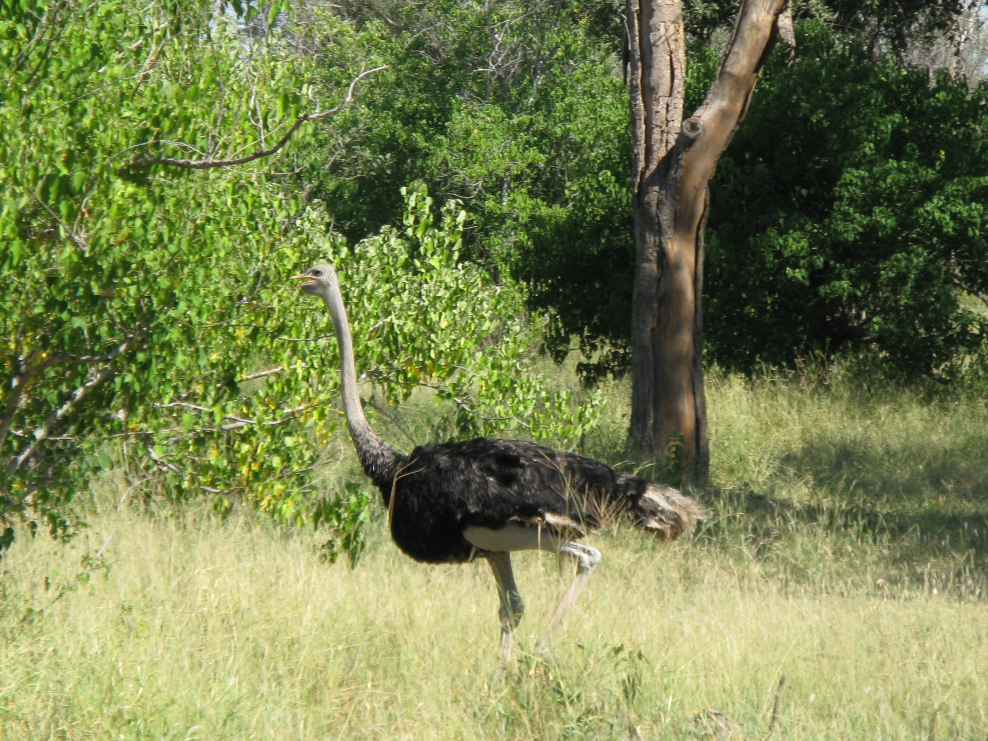 Botswana