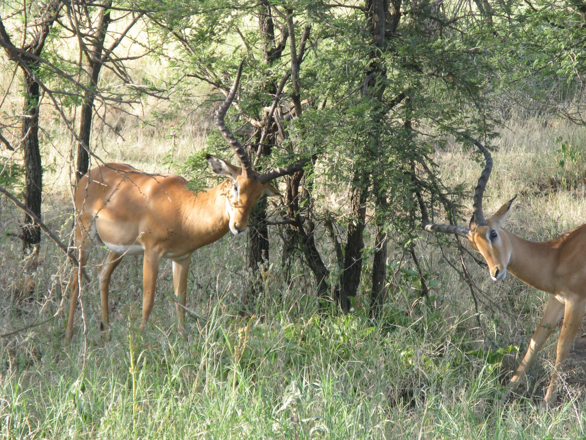 Tanzania