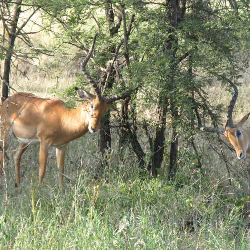 Tanzania