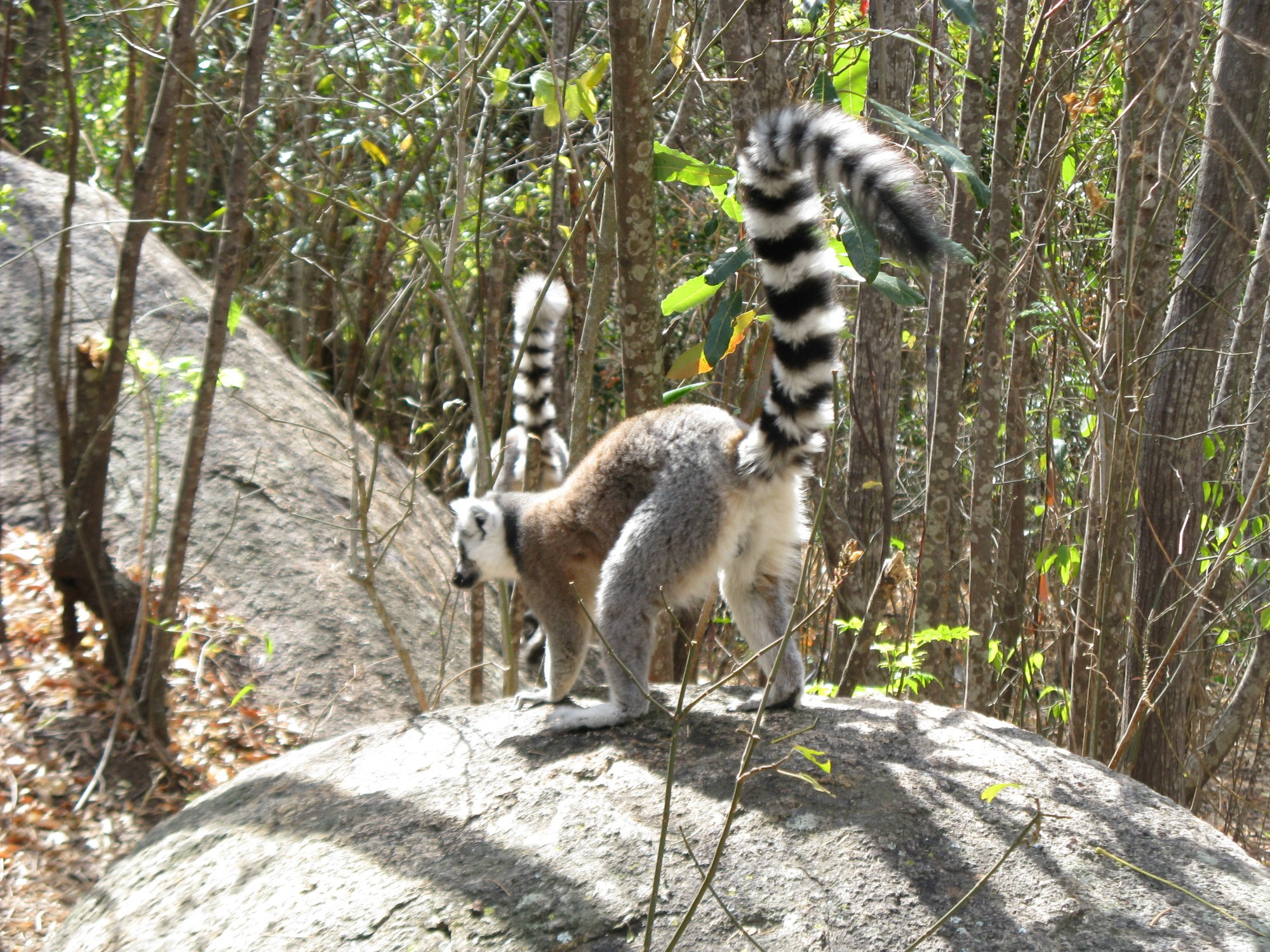 Madagascar