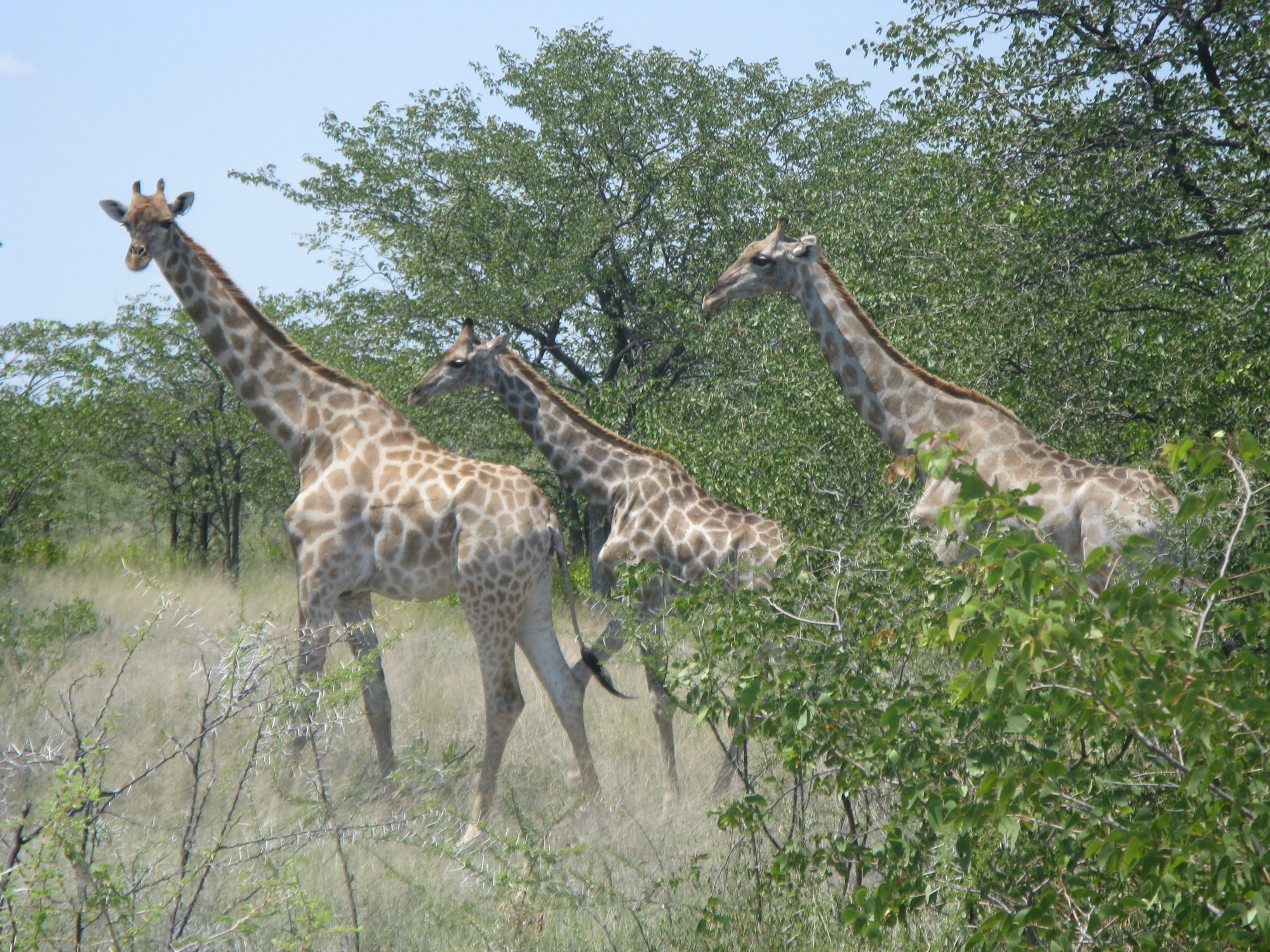 Namibia