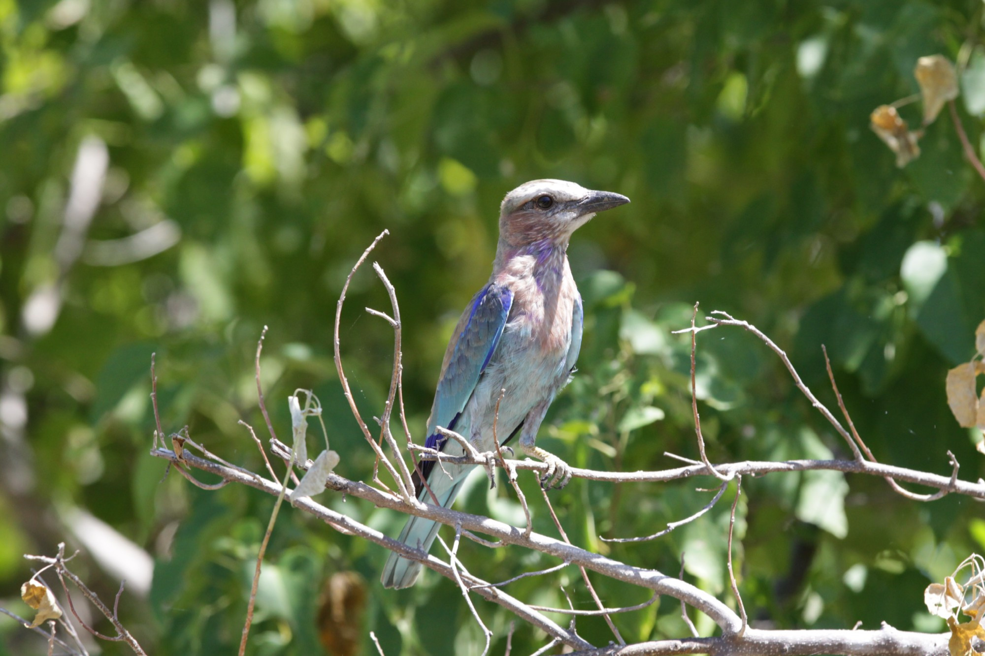 Namibia