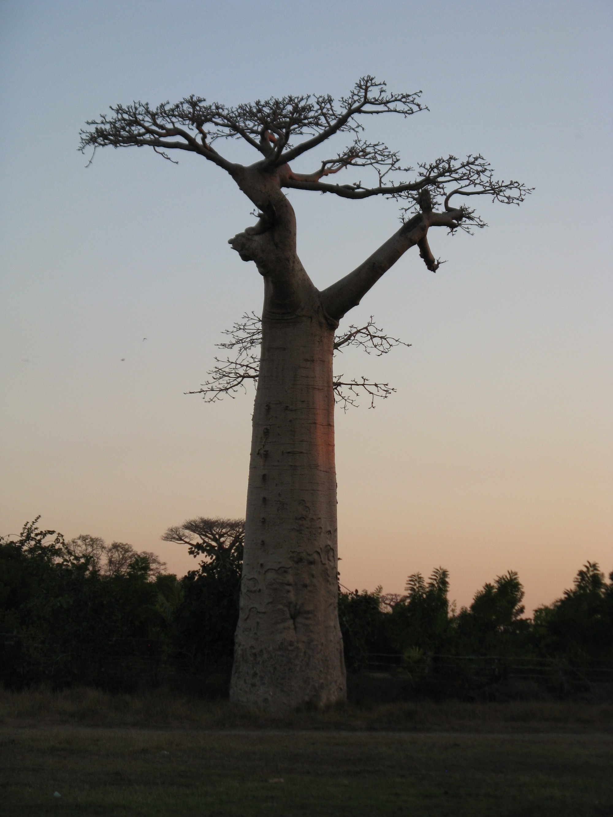 Madagascar