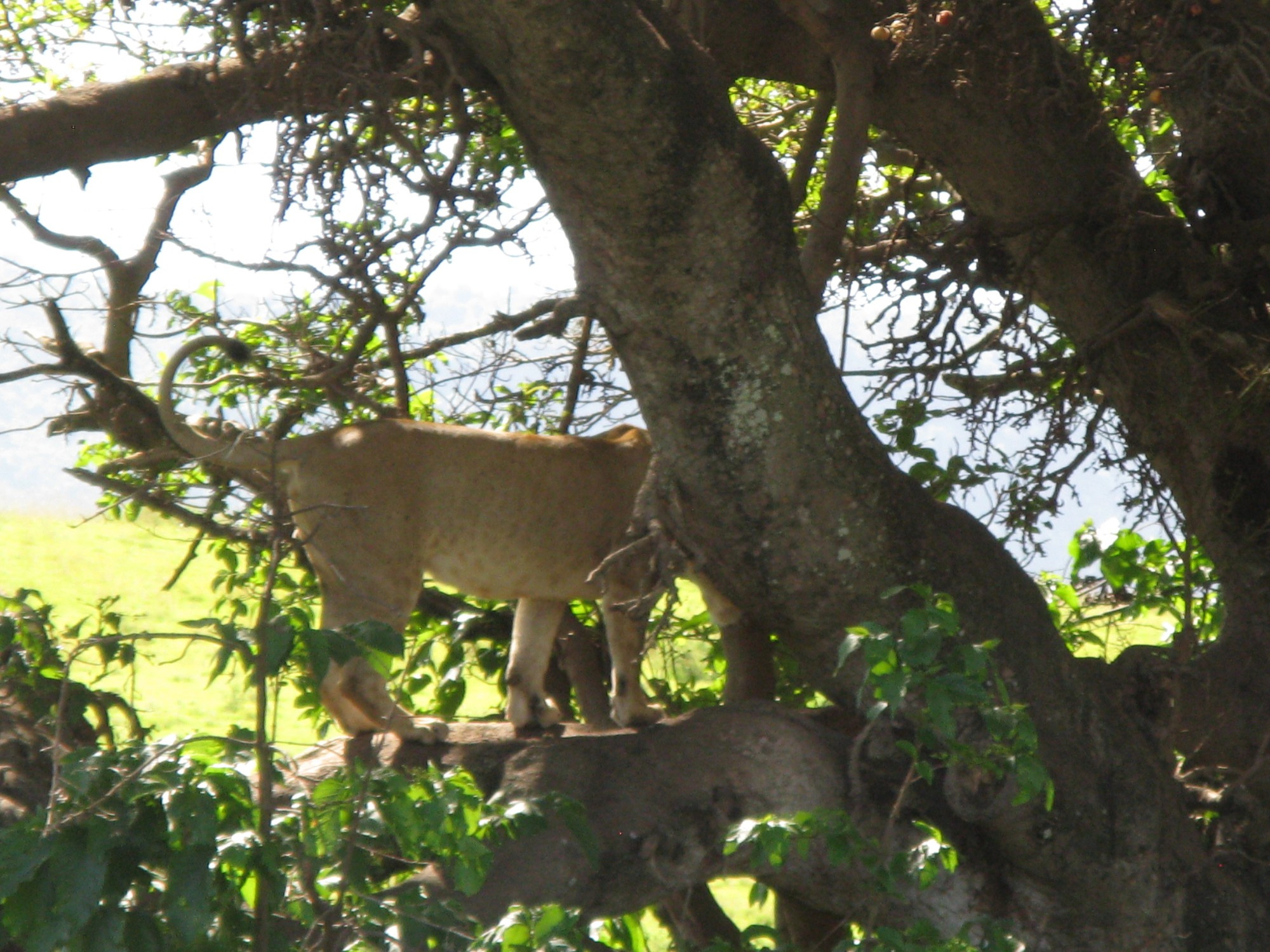 Tanzania