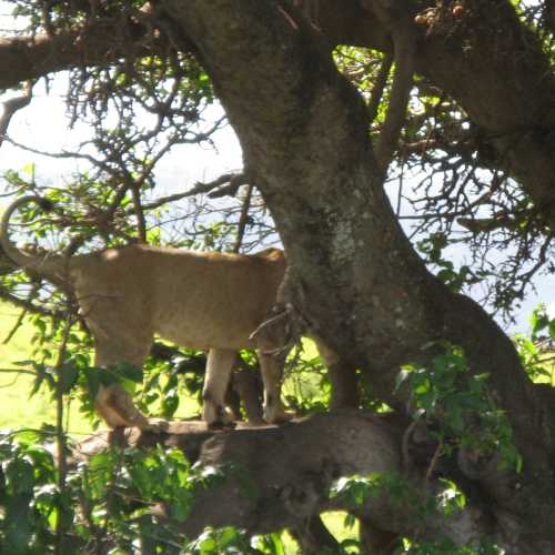 Tanzania