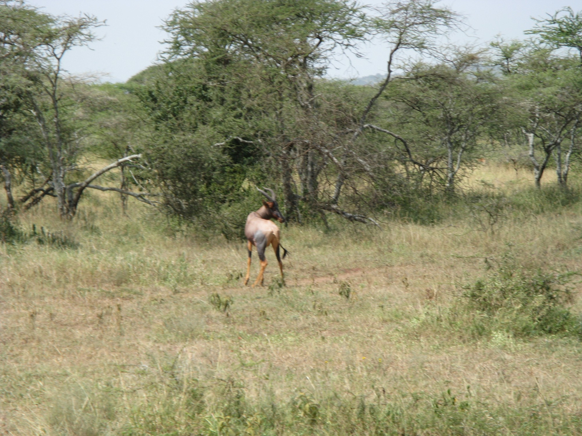 Tanzania