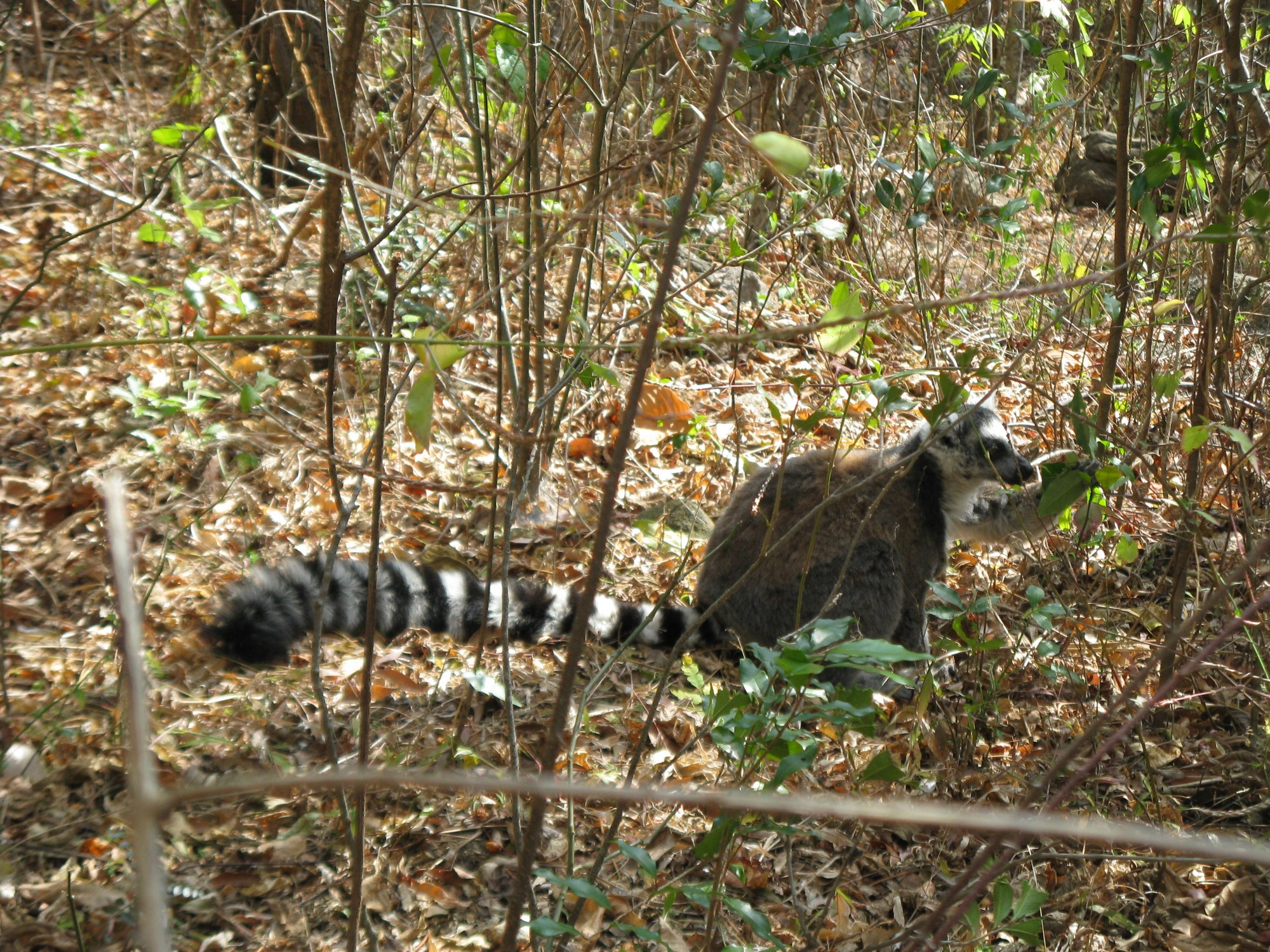 Madagascar