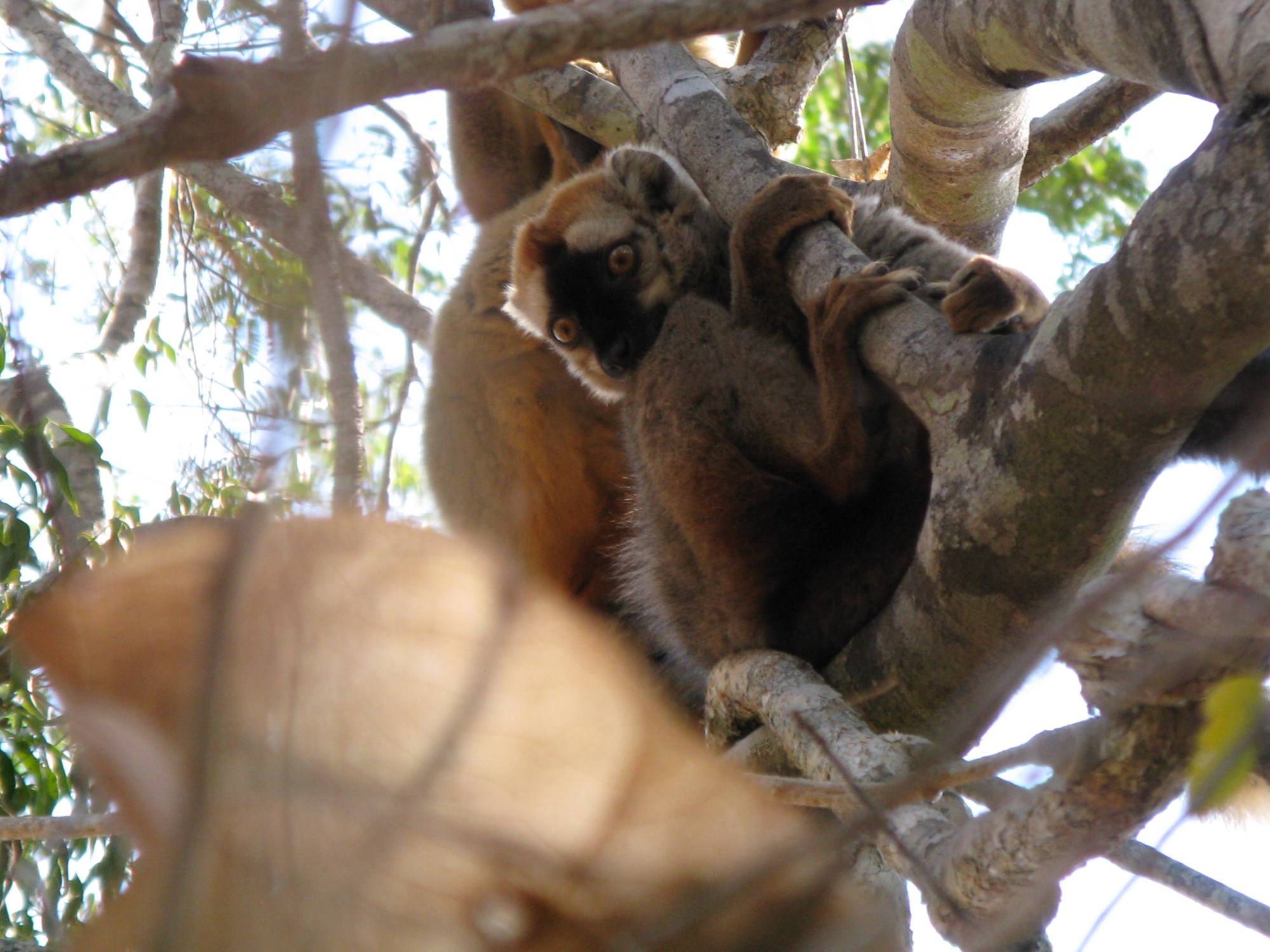 Madagascar