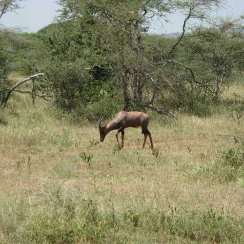 Tanzania