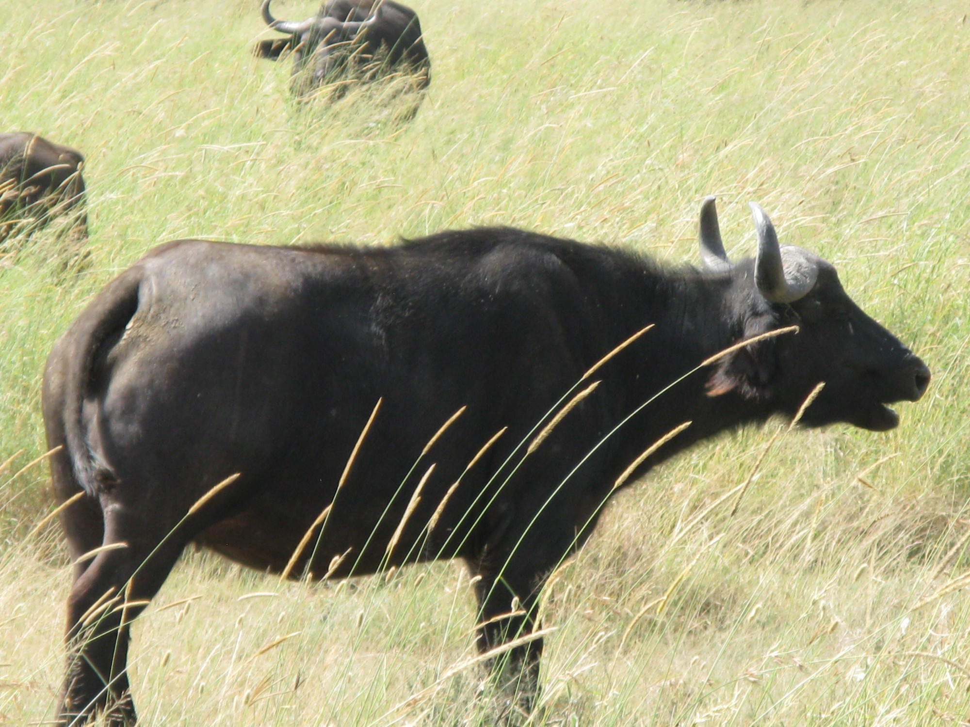 Tanzania