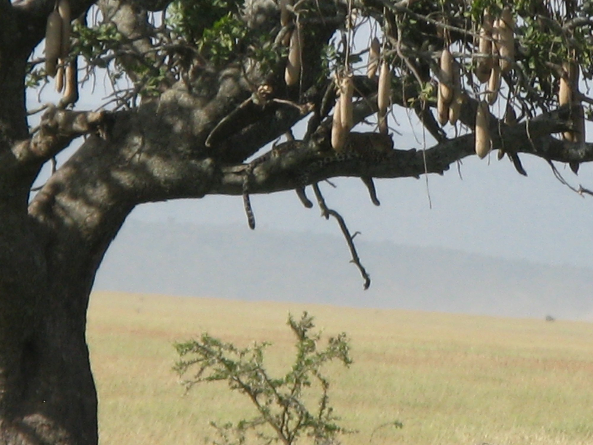 Tanzania