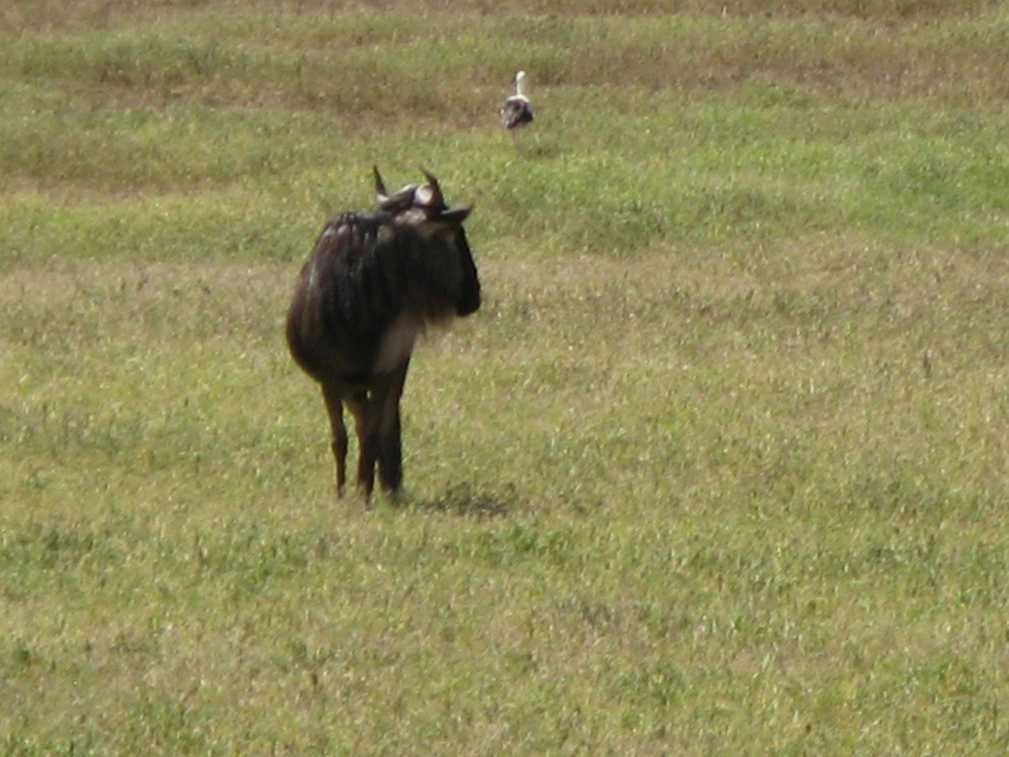 Tanzania