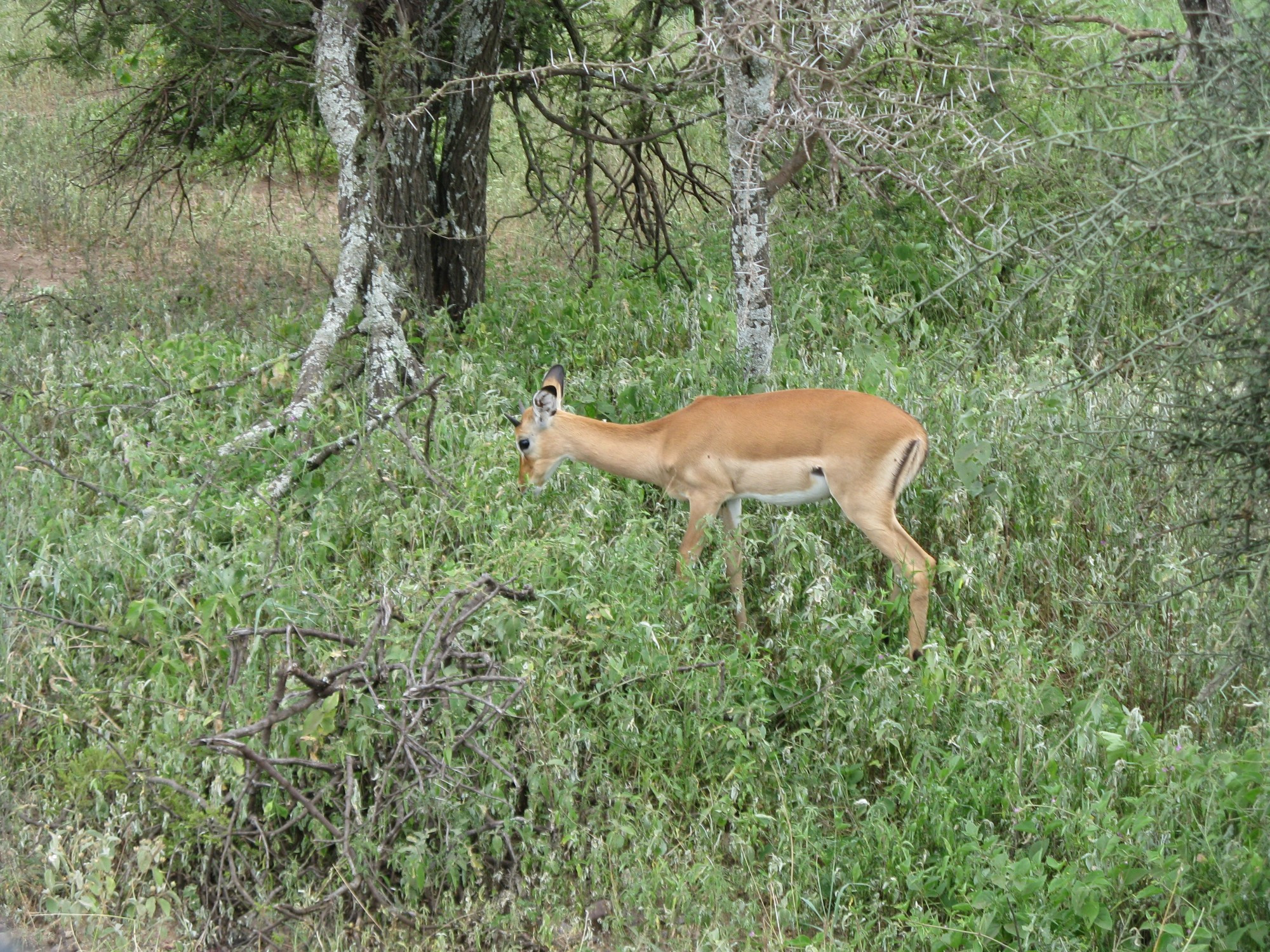 Tanzania