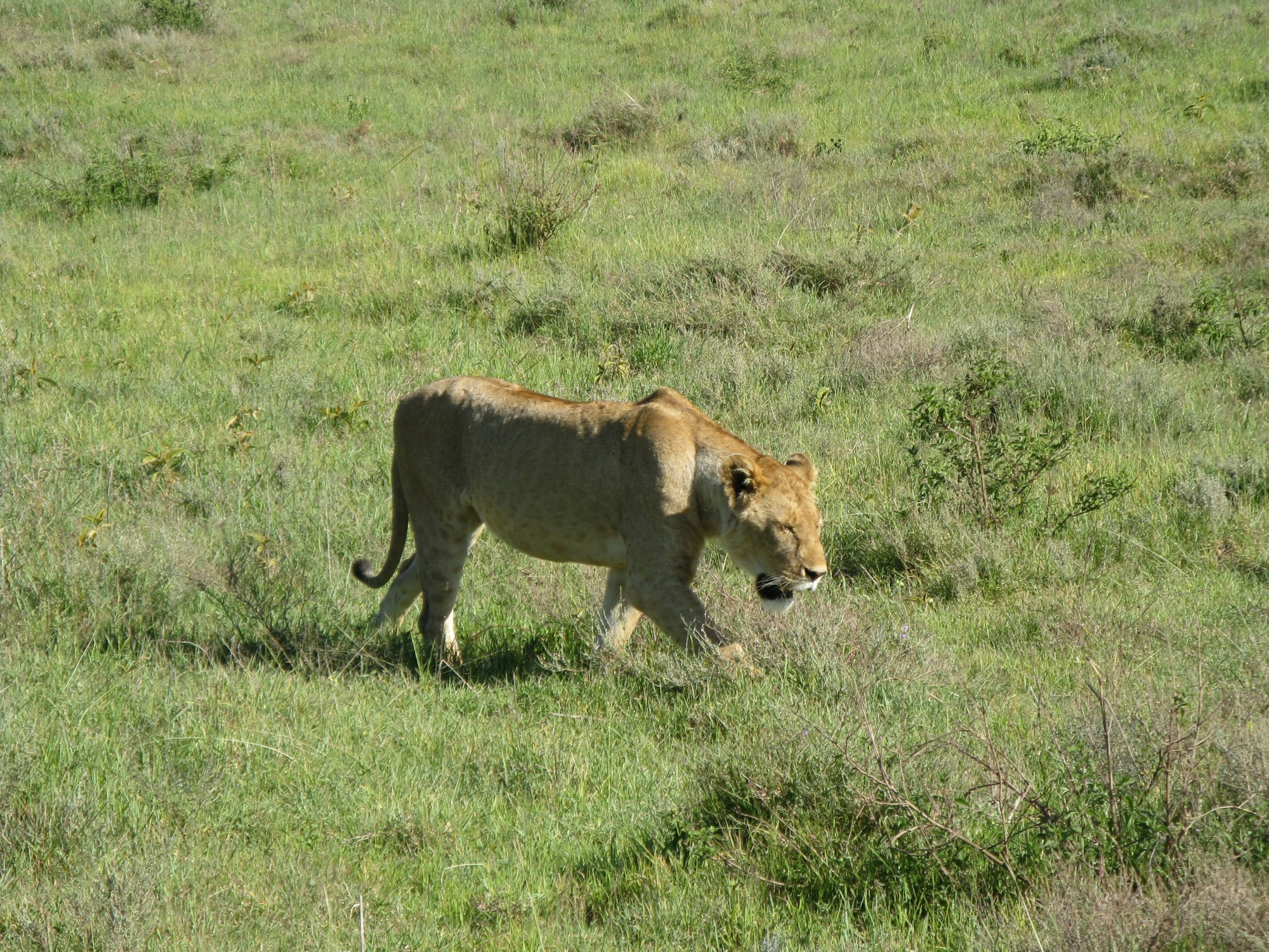 Tanzania