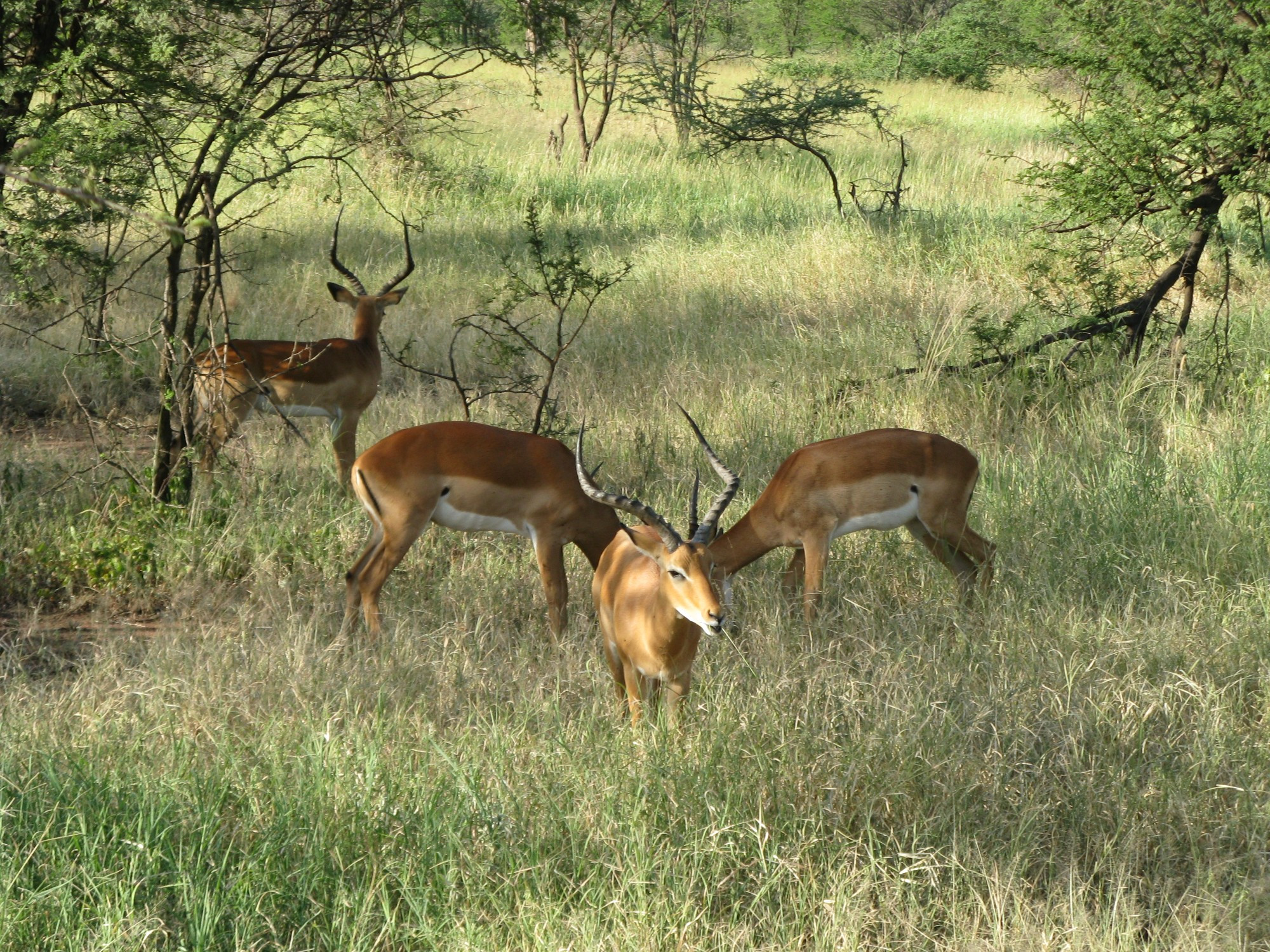 Tanzania