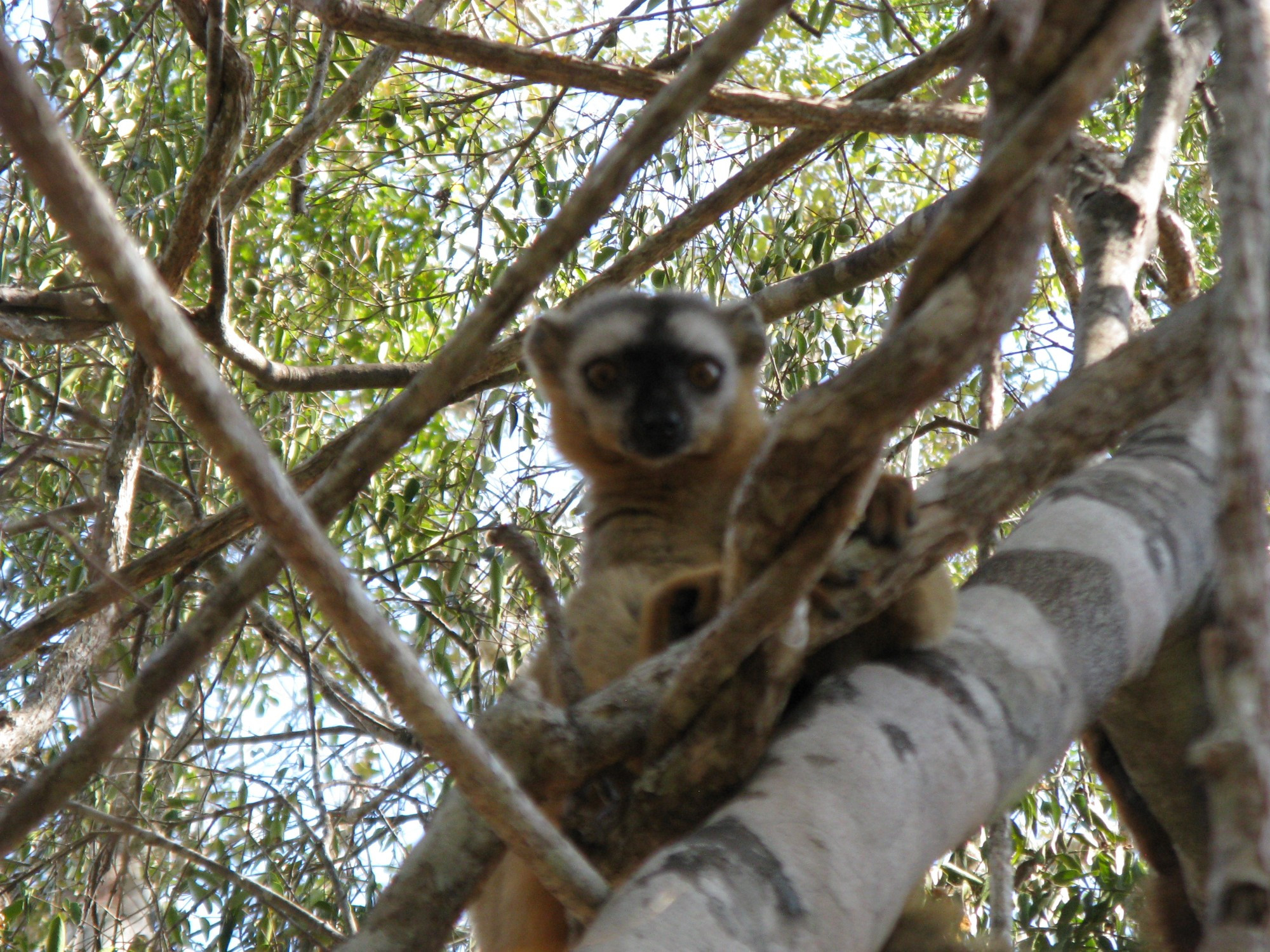 Madagascar