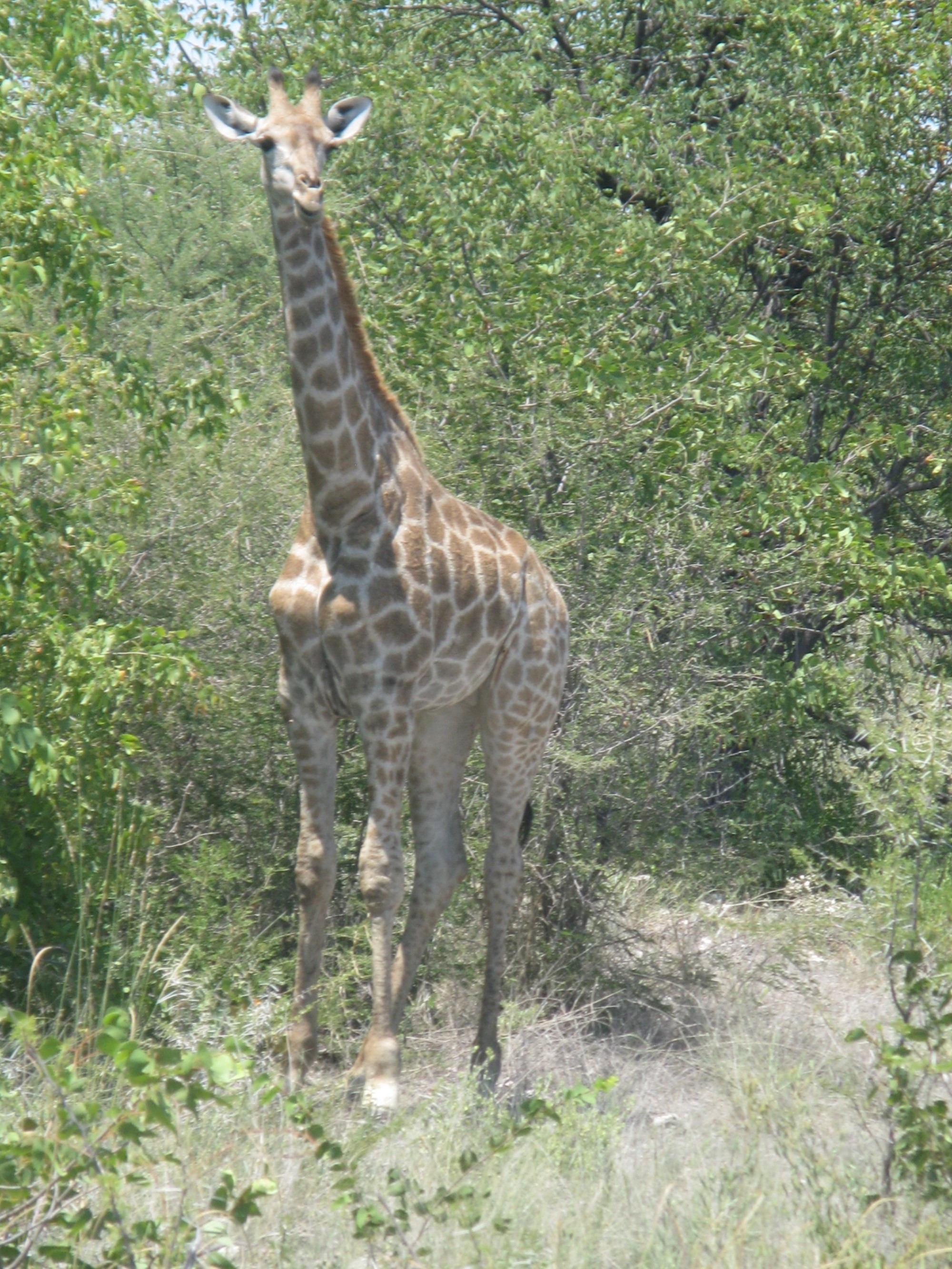 Namibia