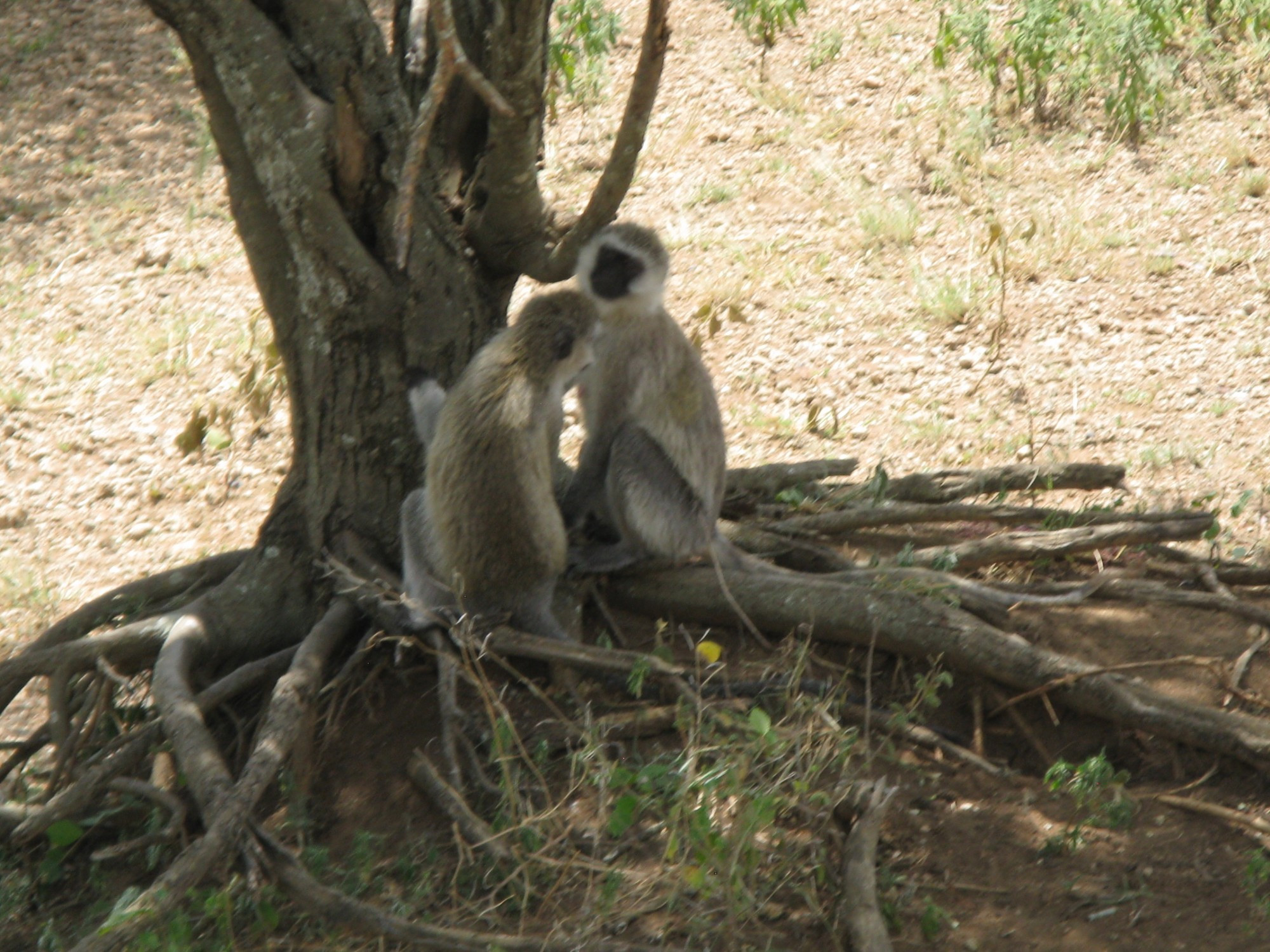 Tanzania