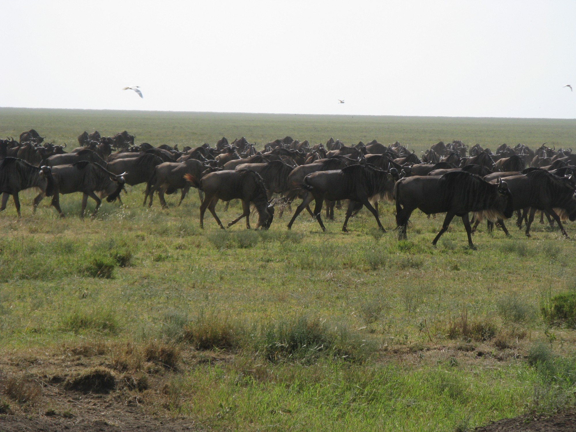 Tanzania