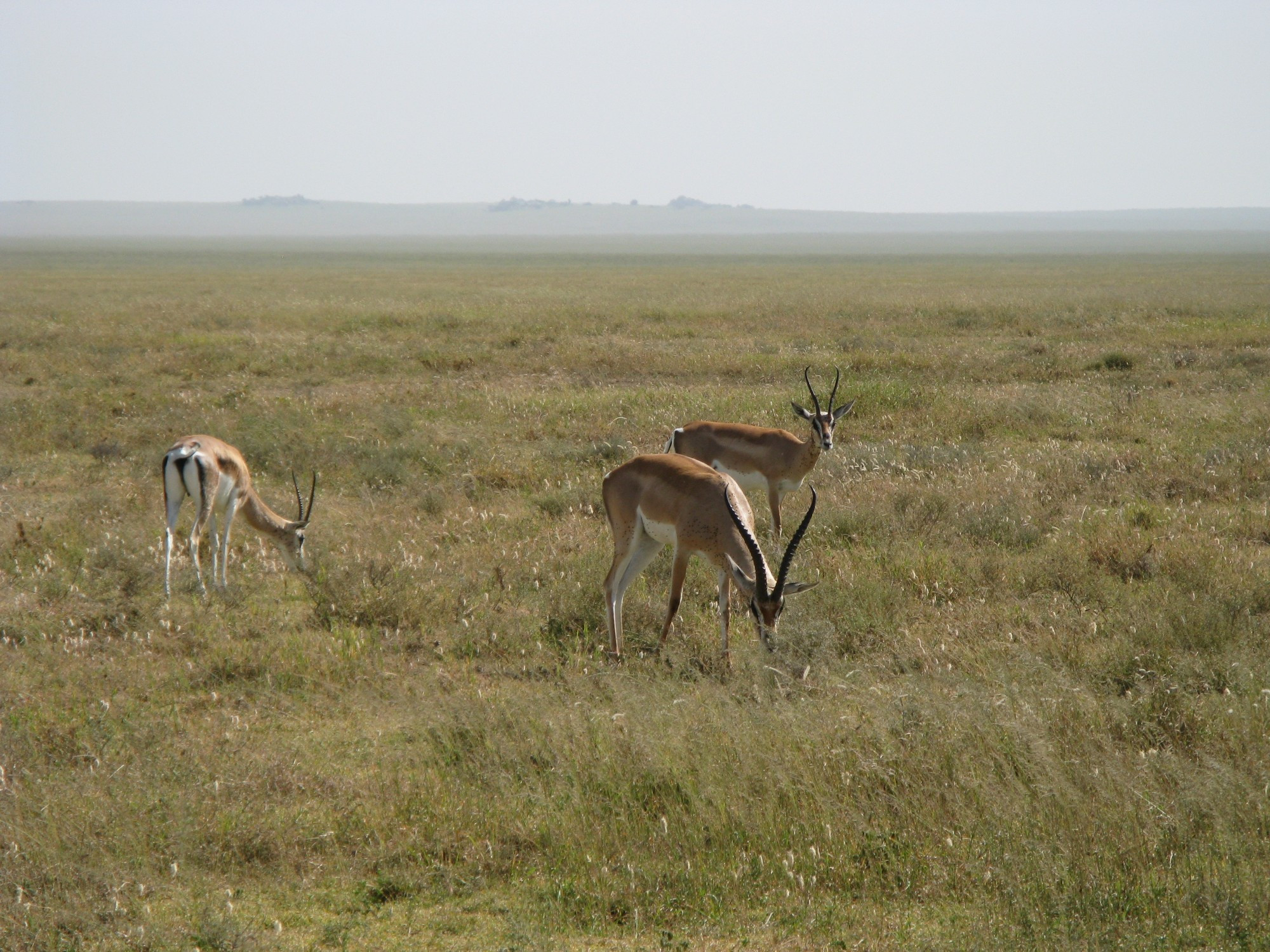 Tanzania