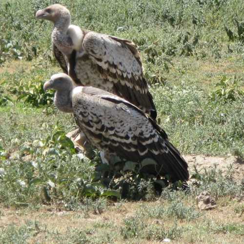 Tanzania