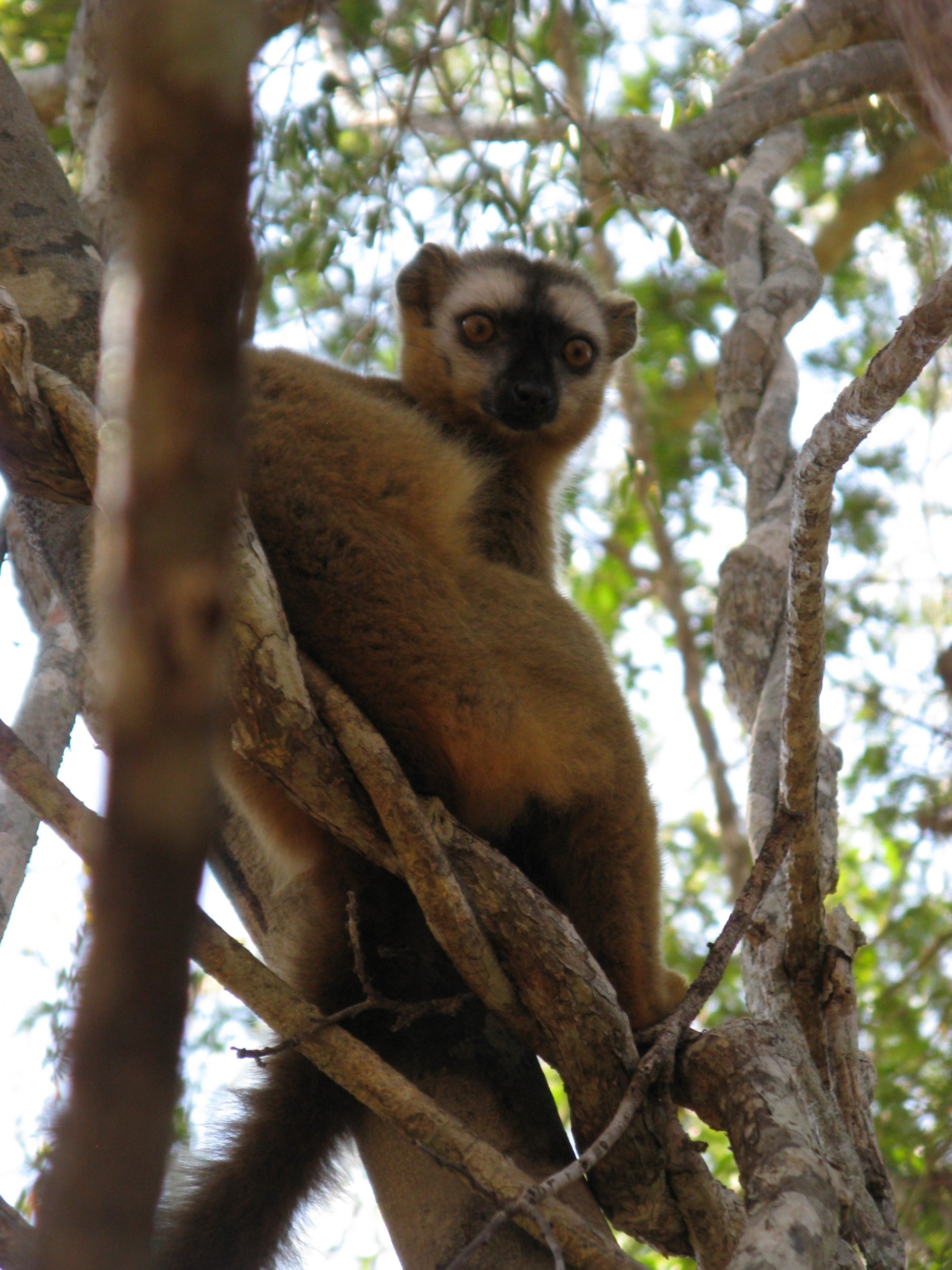 Madagascar