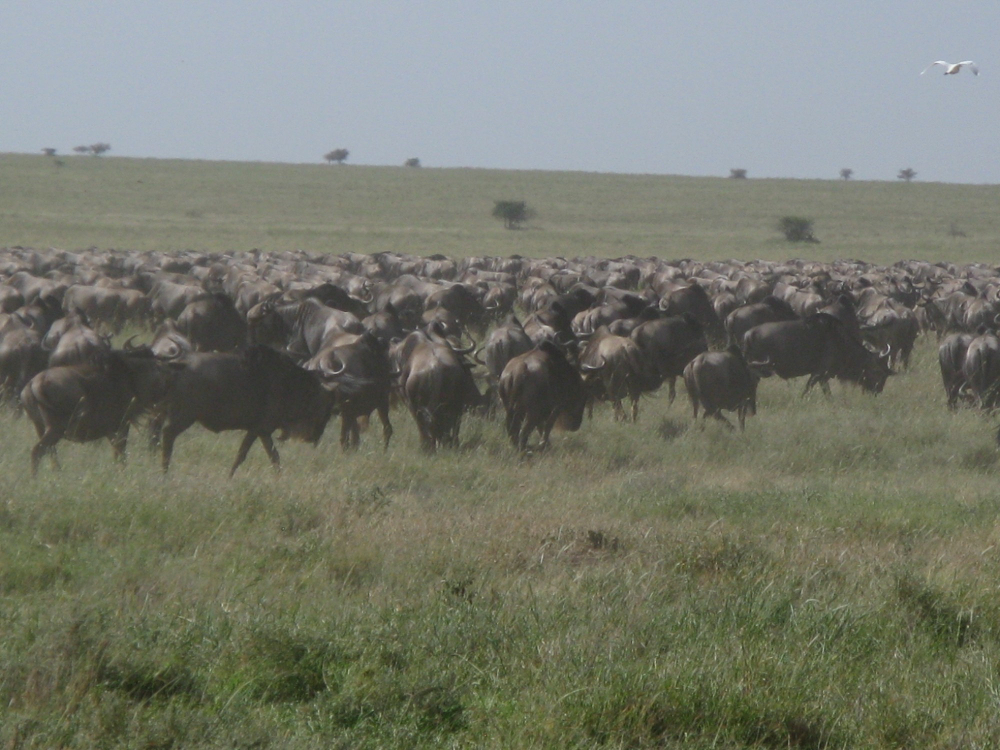 Tanzania